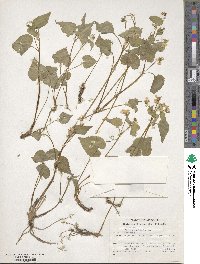 Viola canadensis image