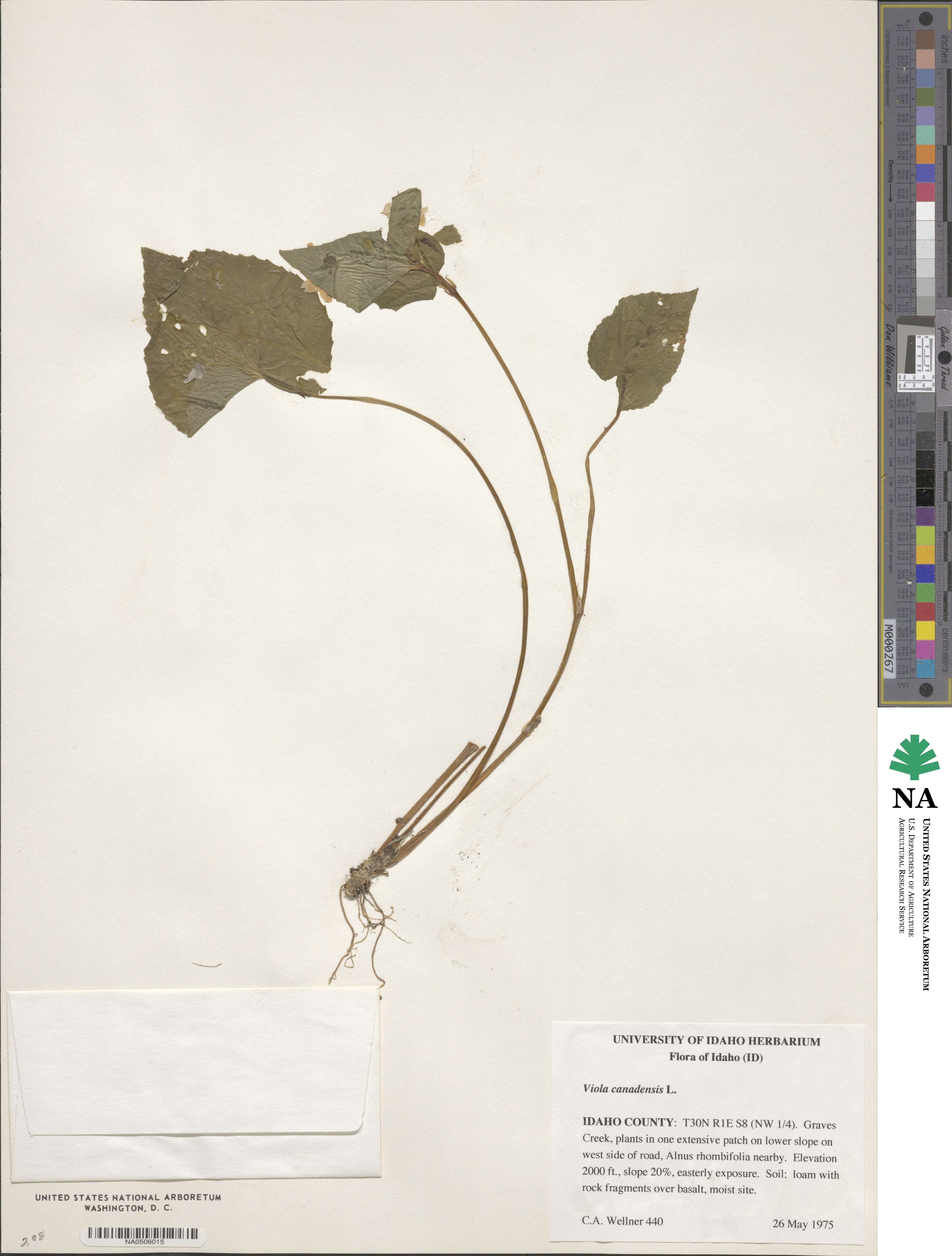 Viola canadensis image