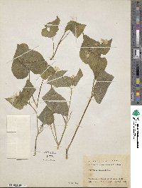 Viola canadensis image