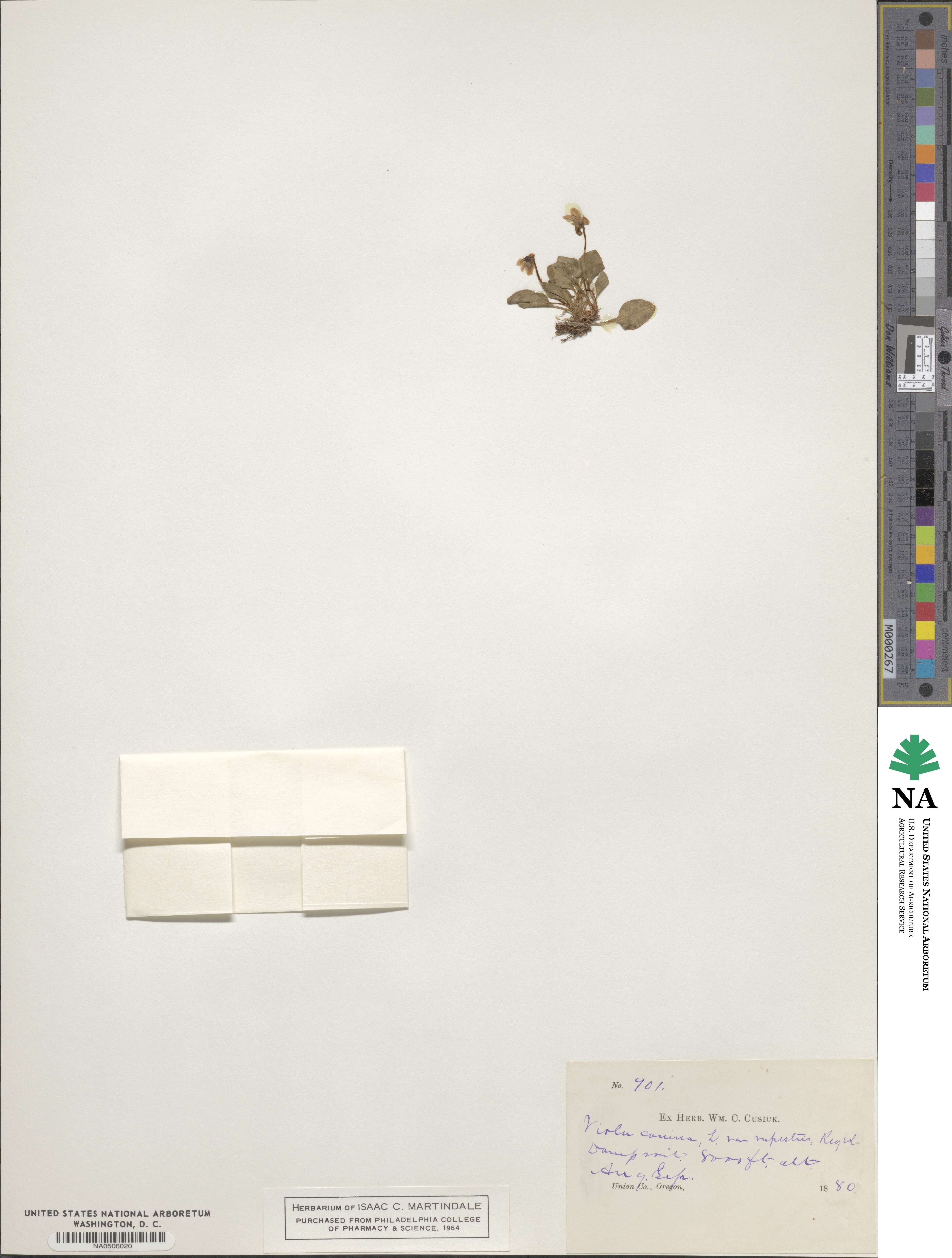 Viola rupestris image