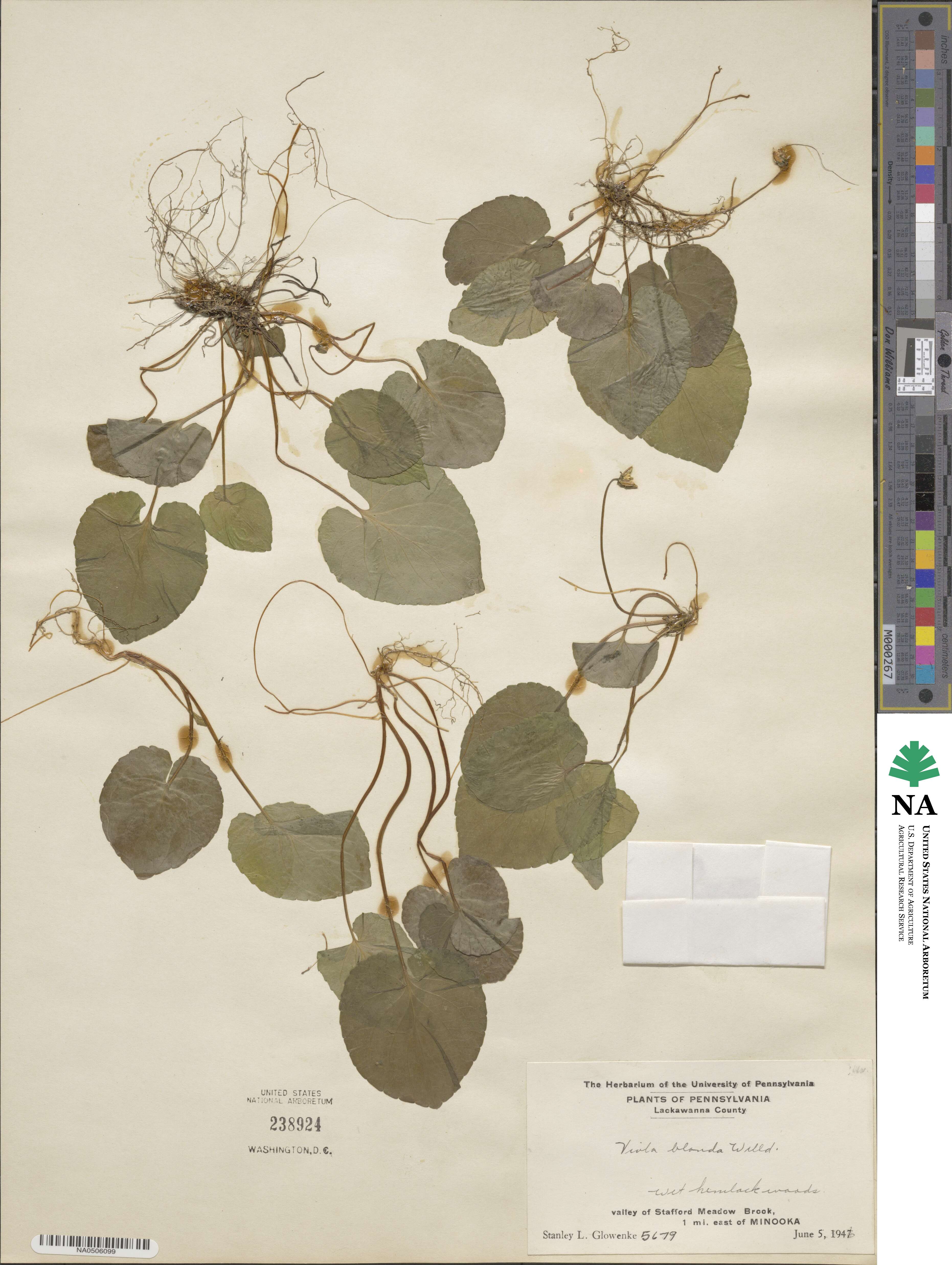 Viola blanda image