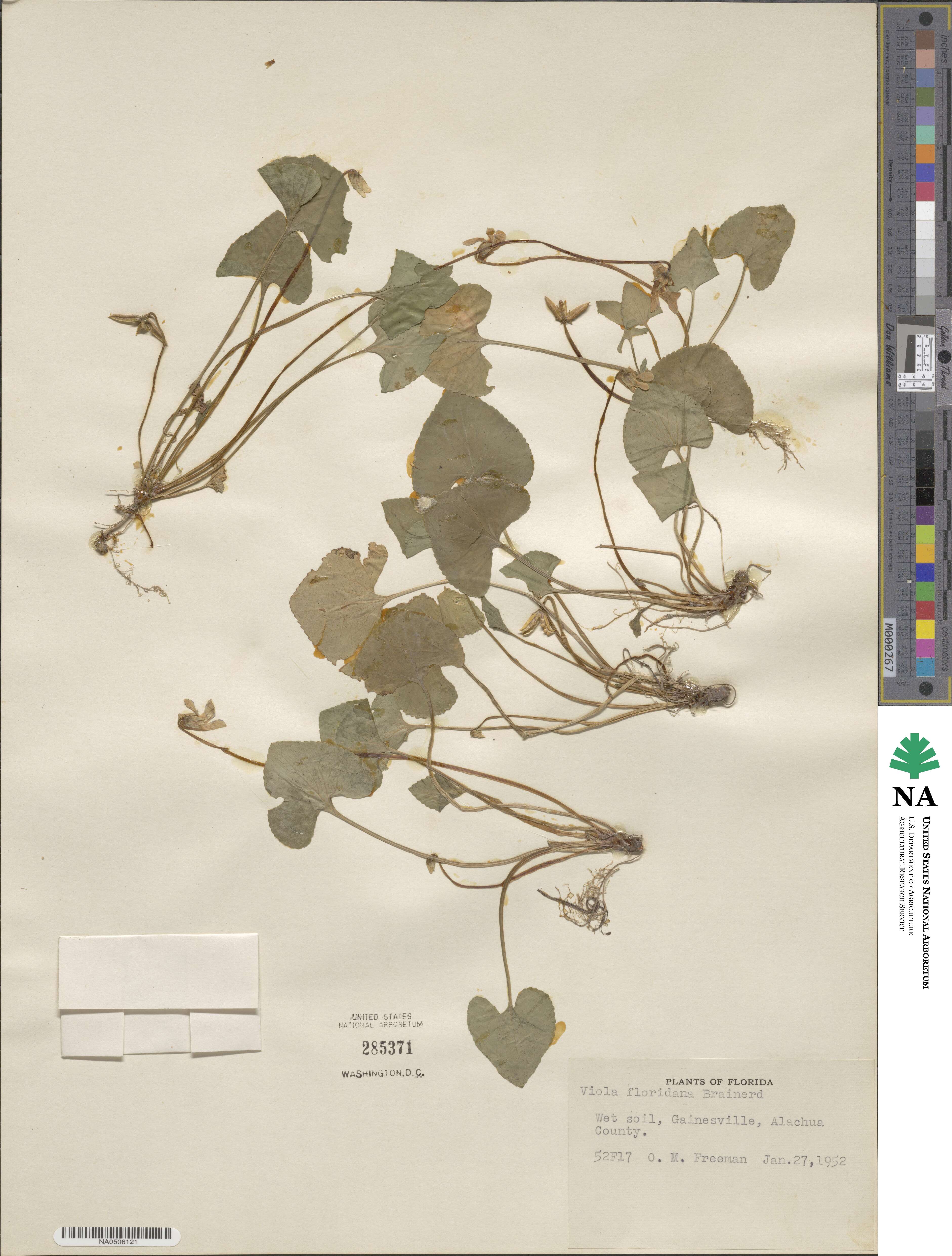 Viola floridana image
