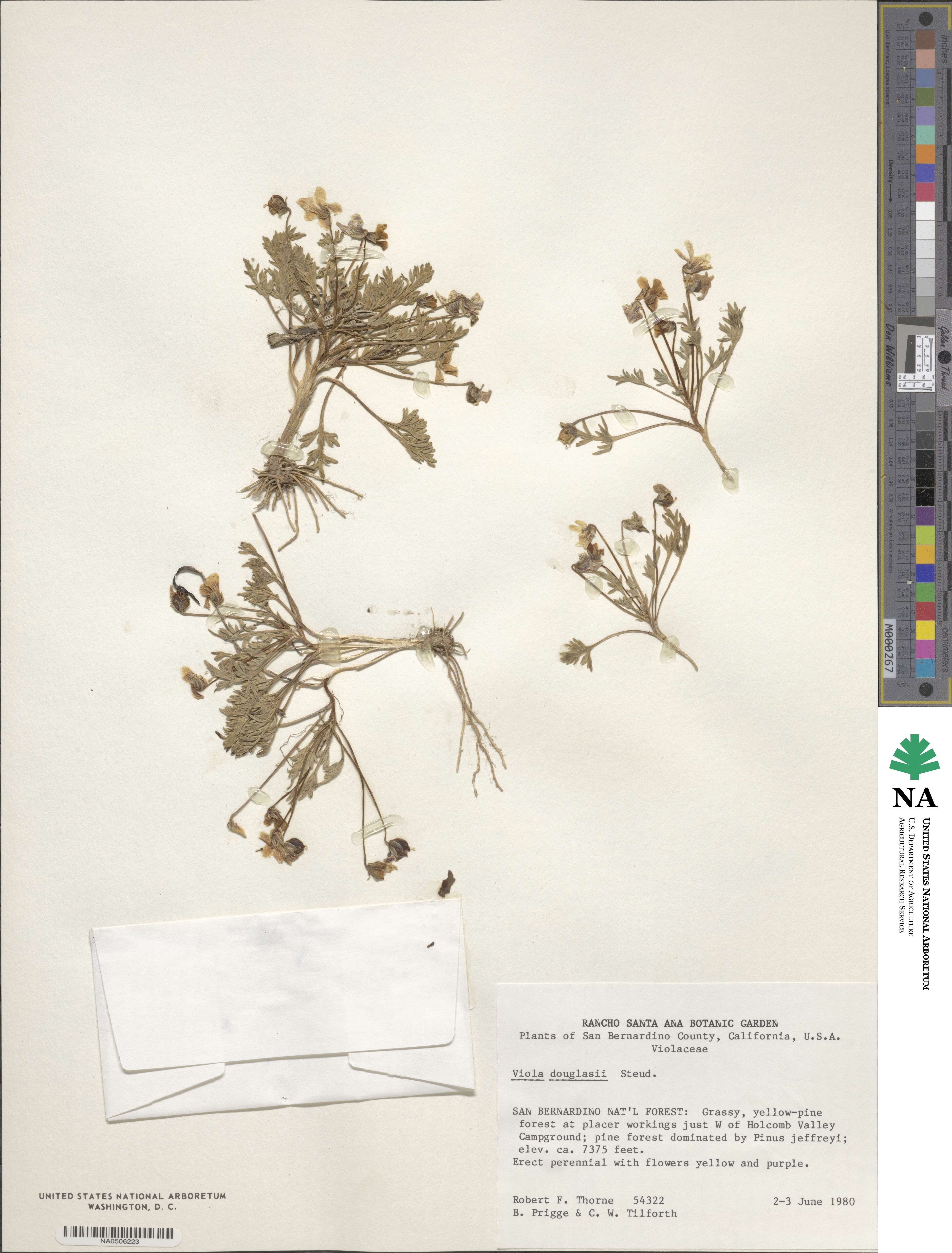 Viola douglasii image