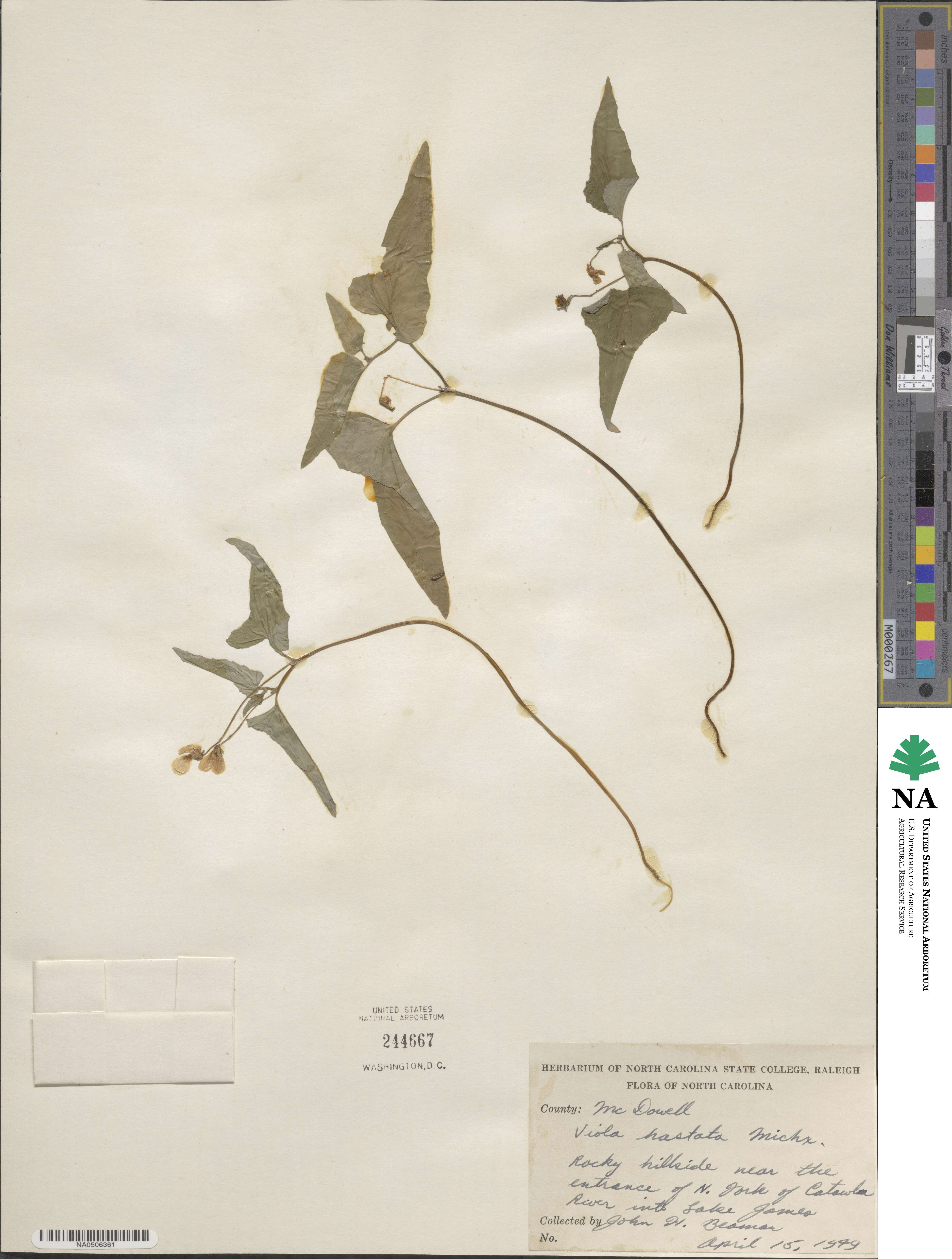 Viola hastata image