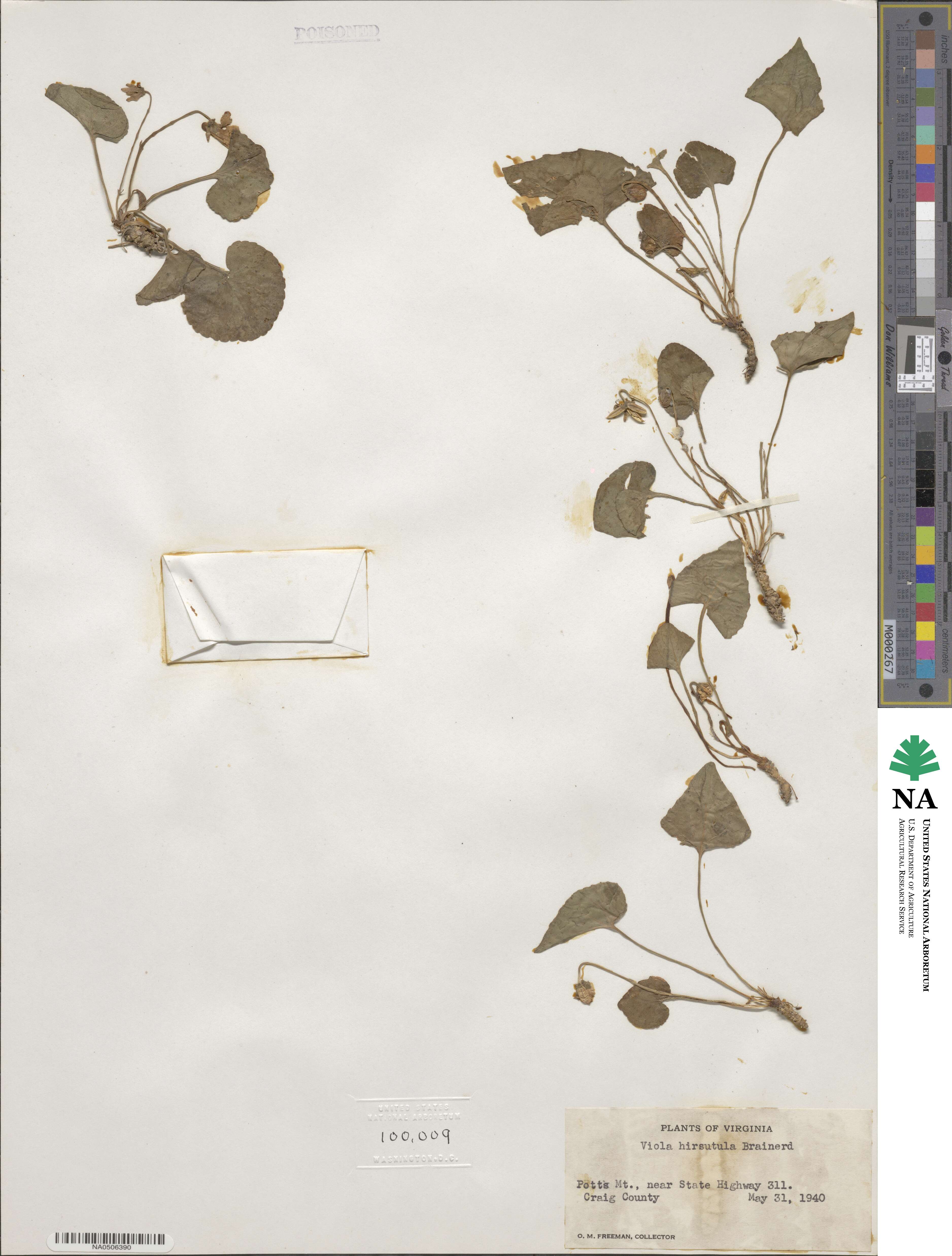 Violaceae image