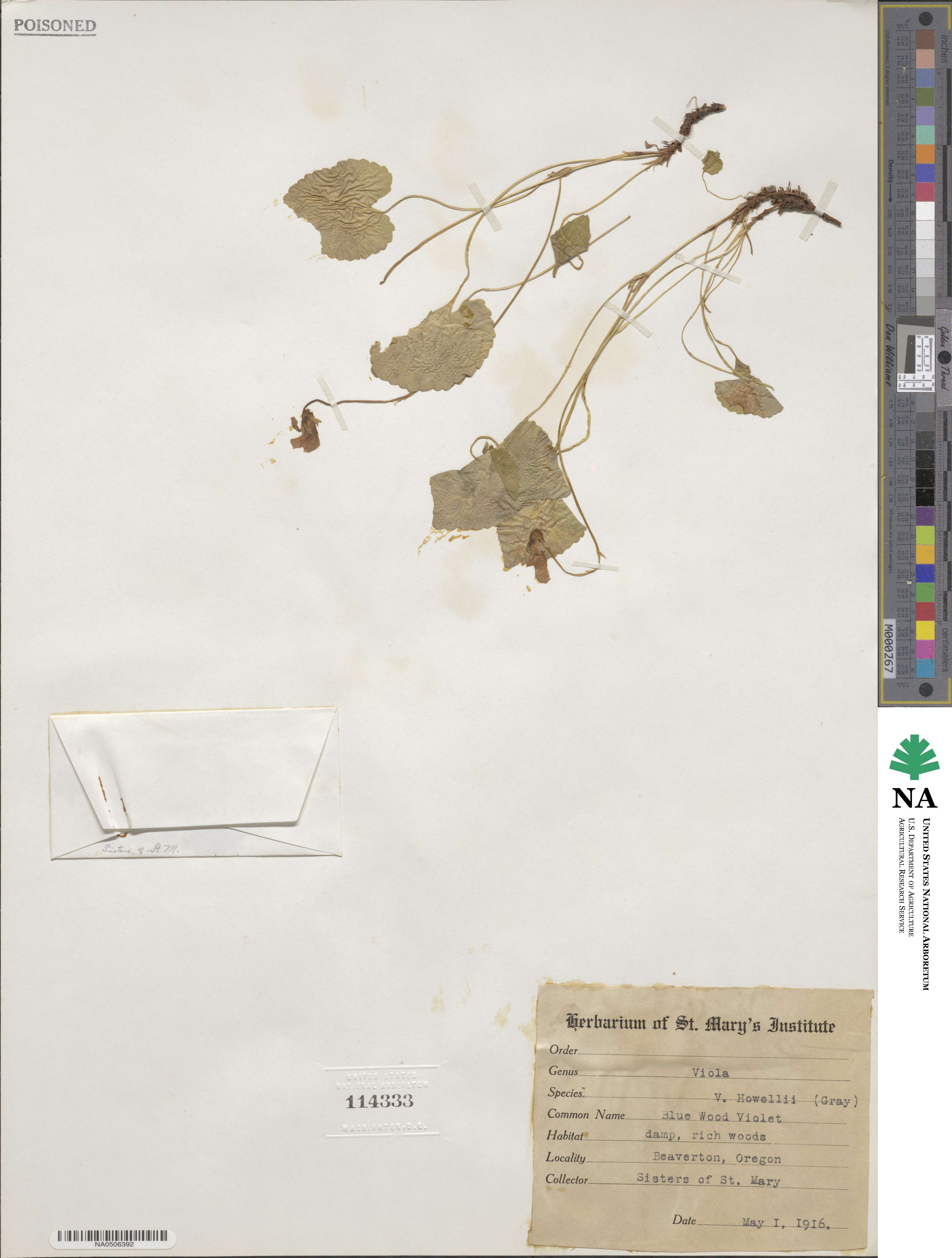 Viola howellii image