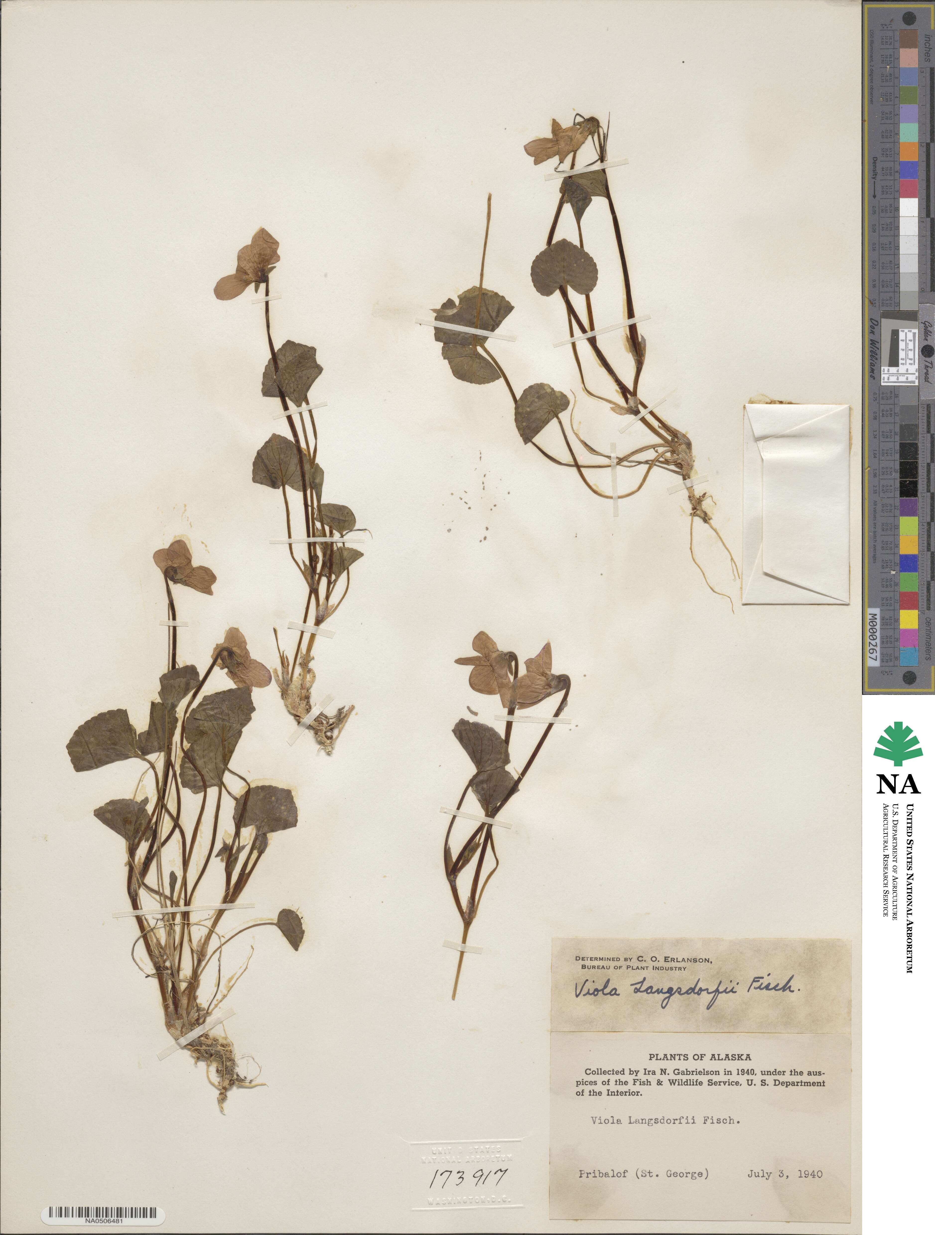 Viola langsdorfii image