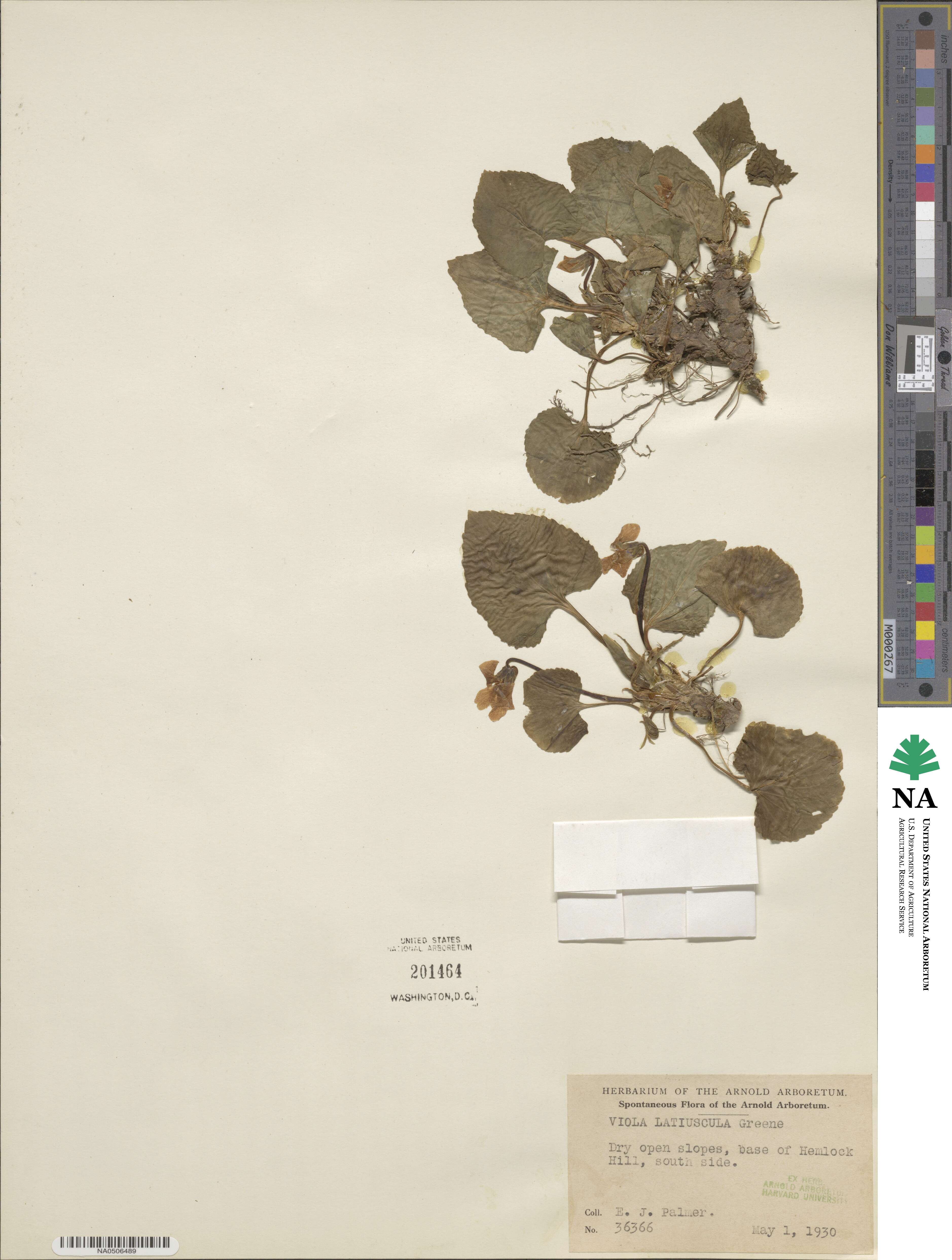 Viola latiuscula image