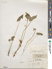 Viola novae-angliae image