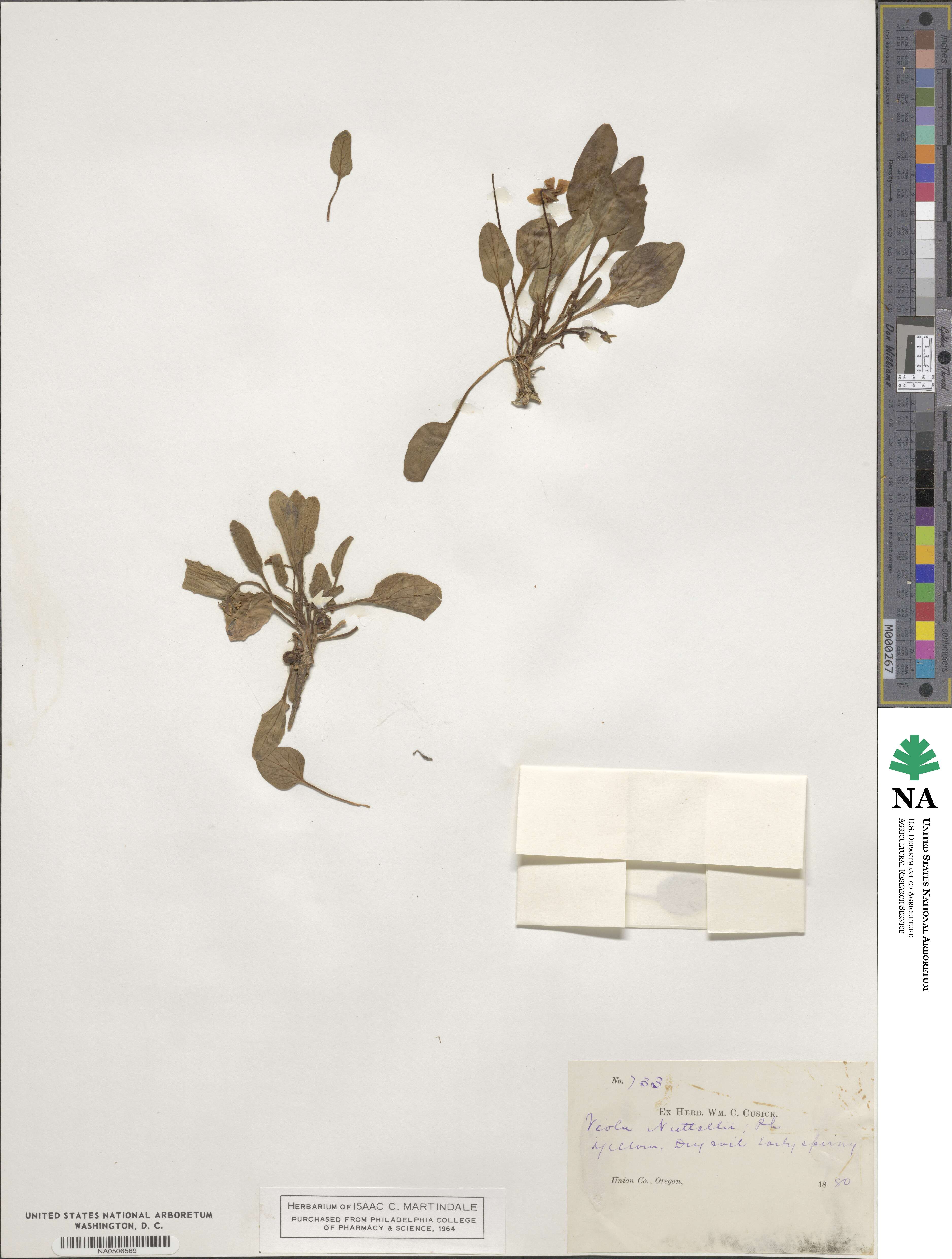 Viola nuttallii image