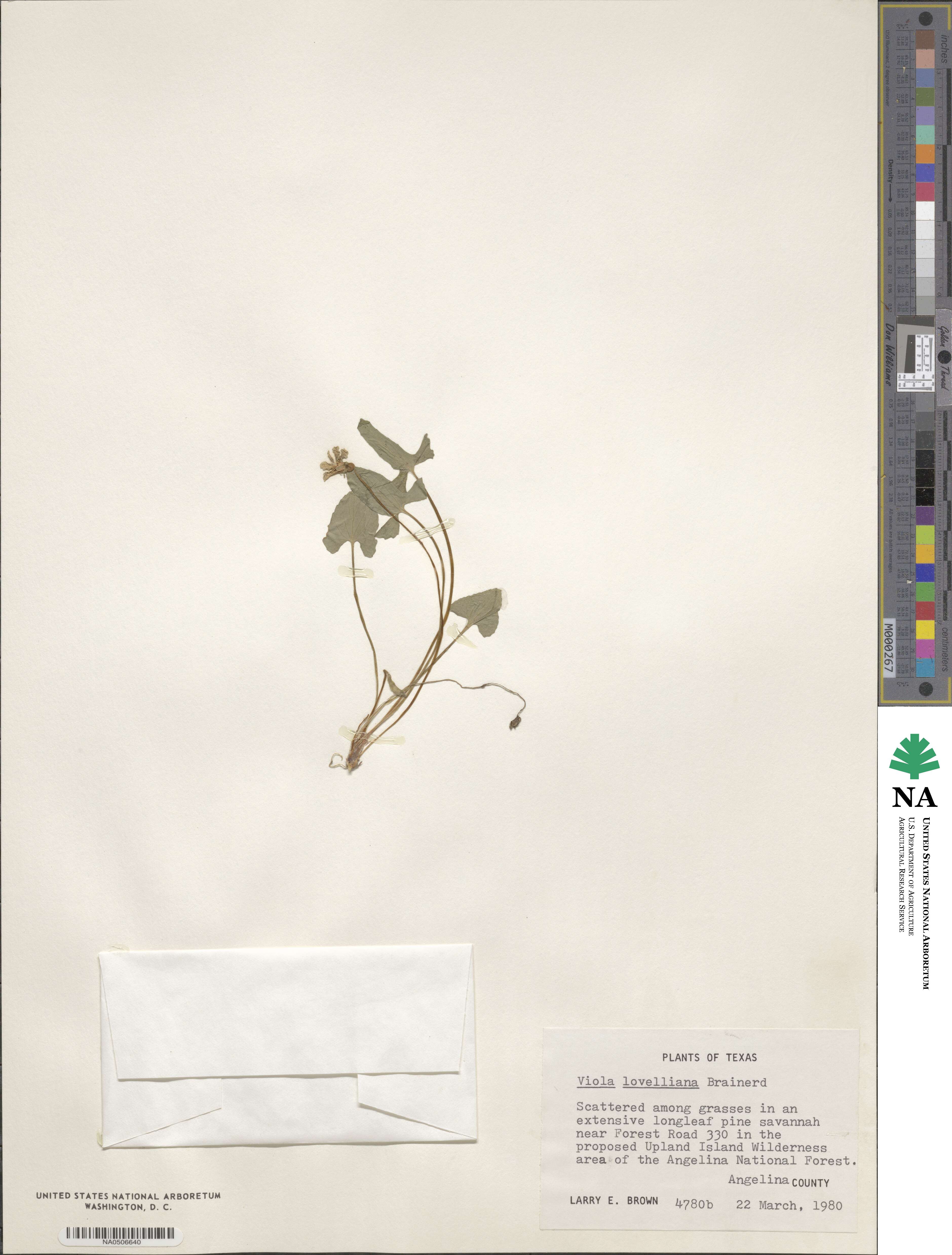 Viola lovelliana image