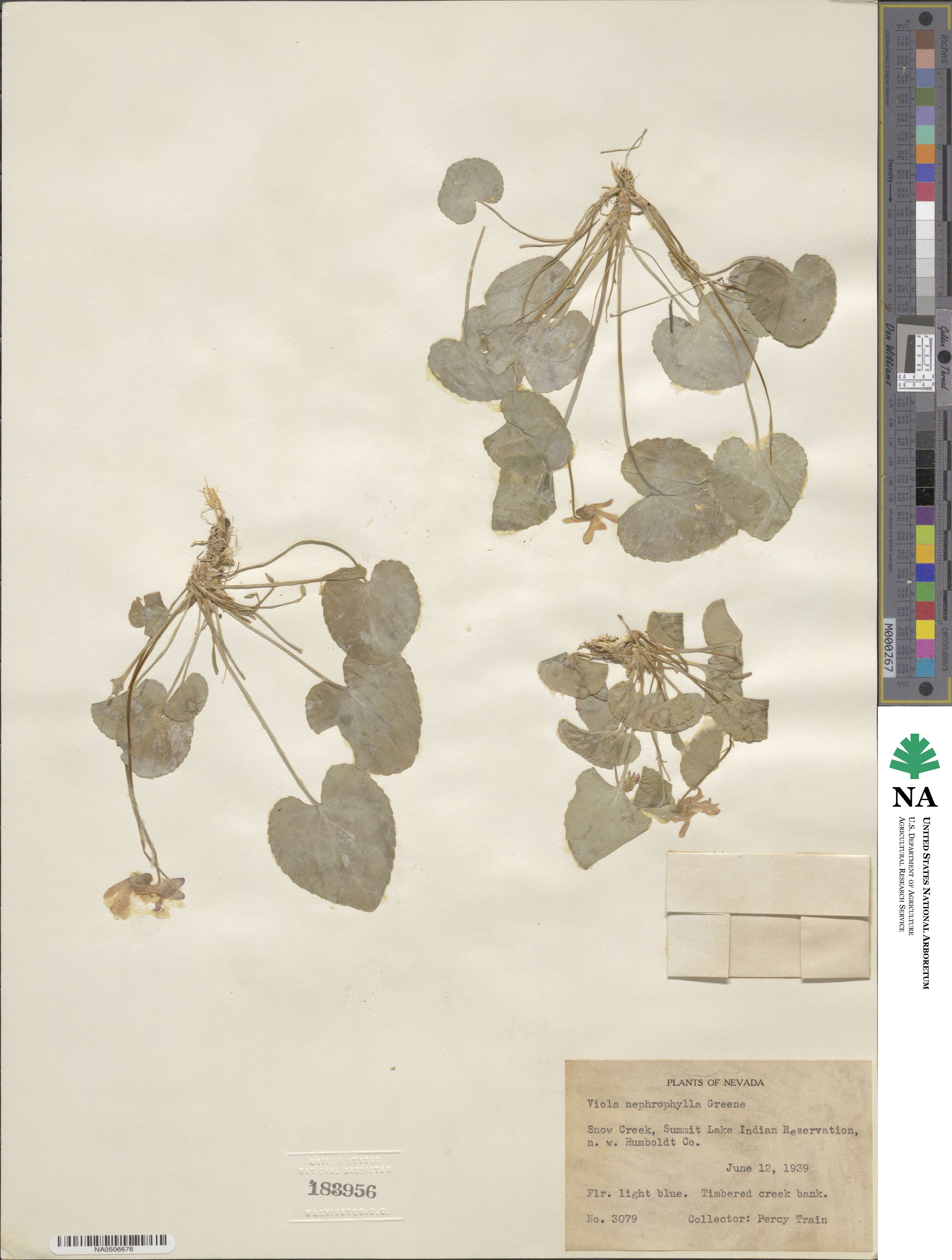 Viola nephrophylla image