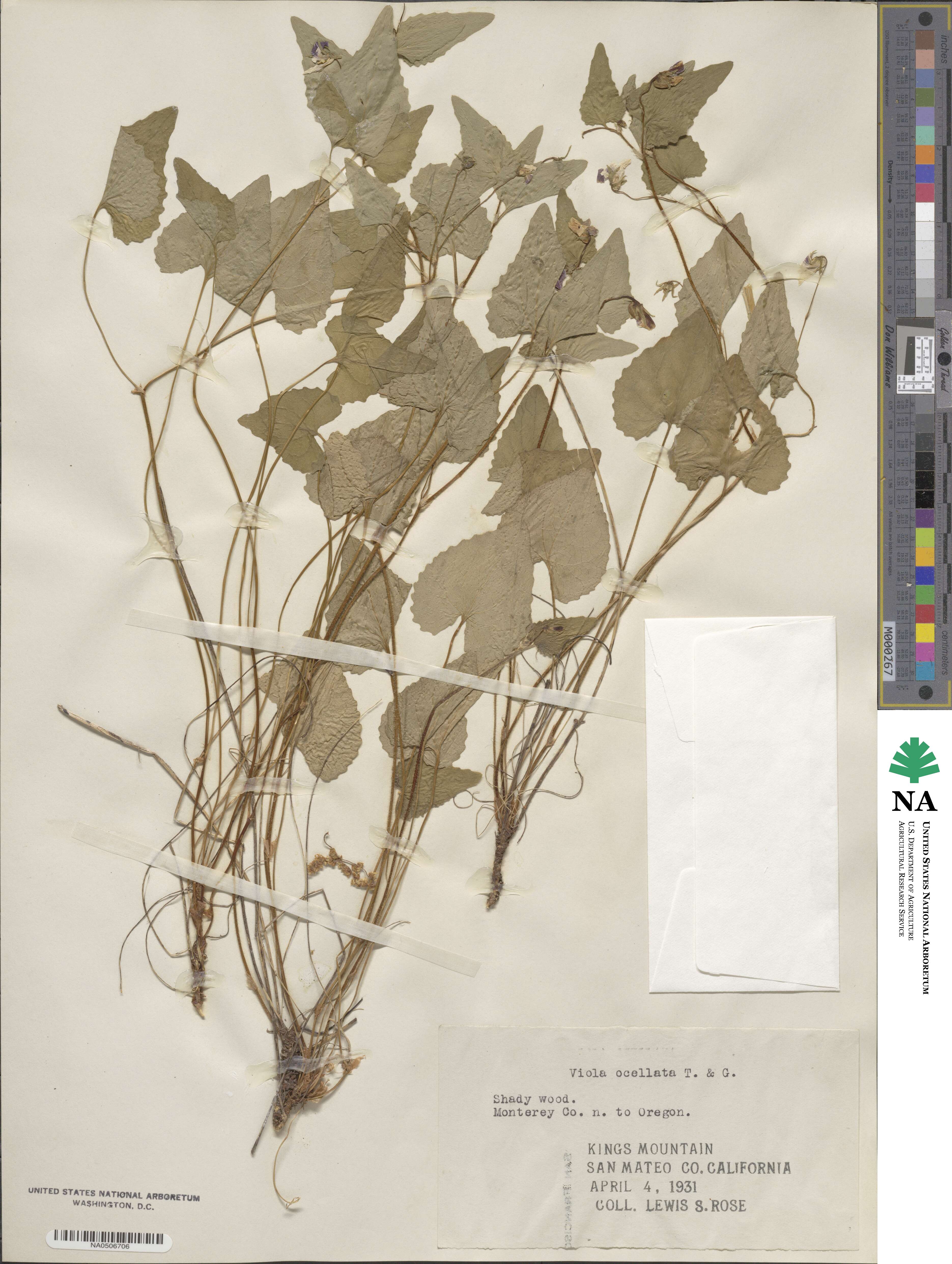 Viola ocellata image