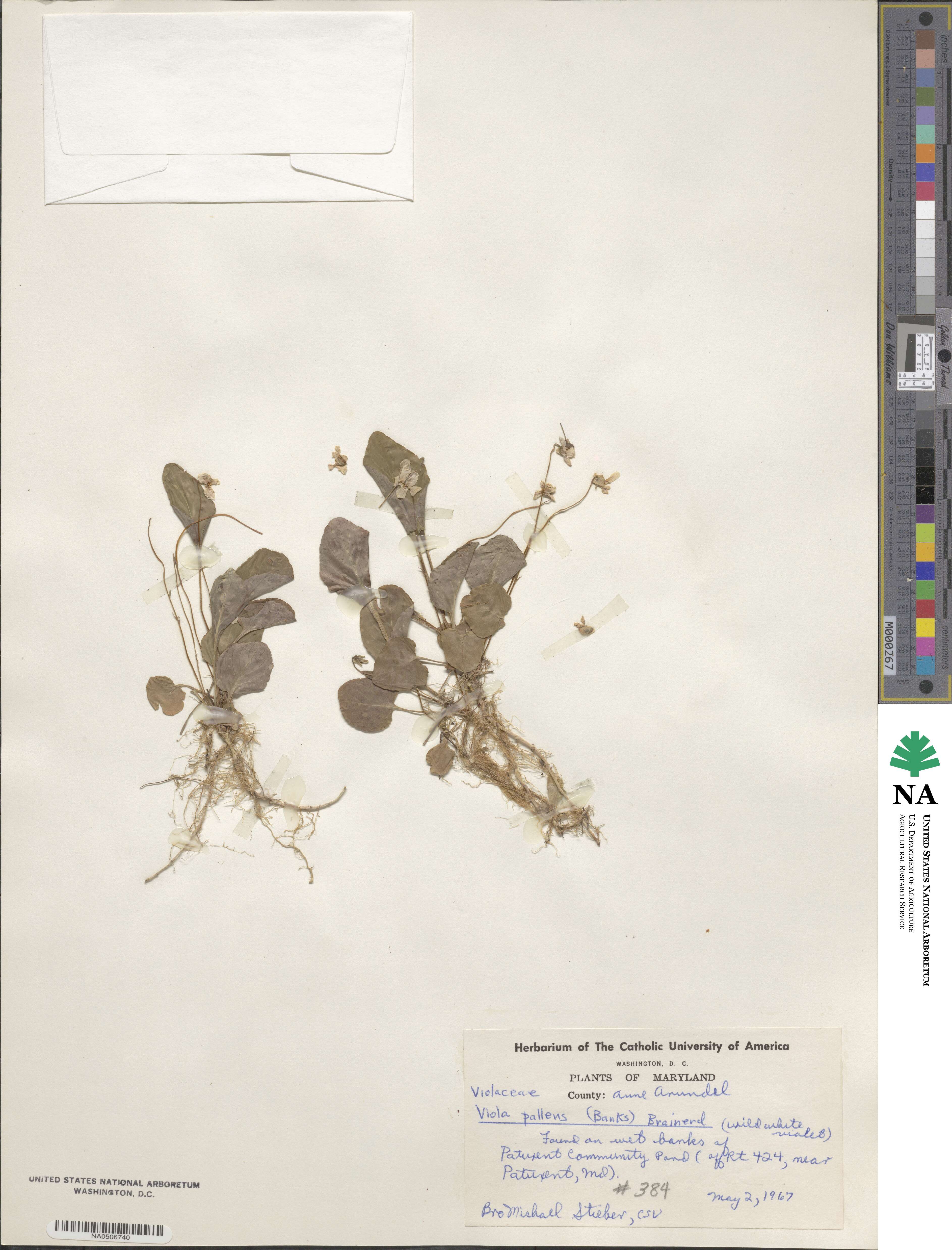 Viola palustris image