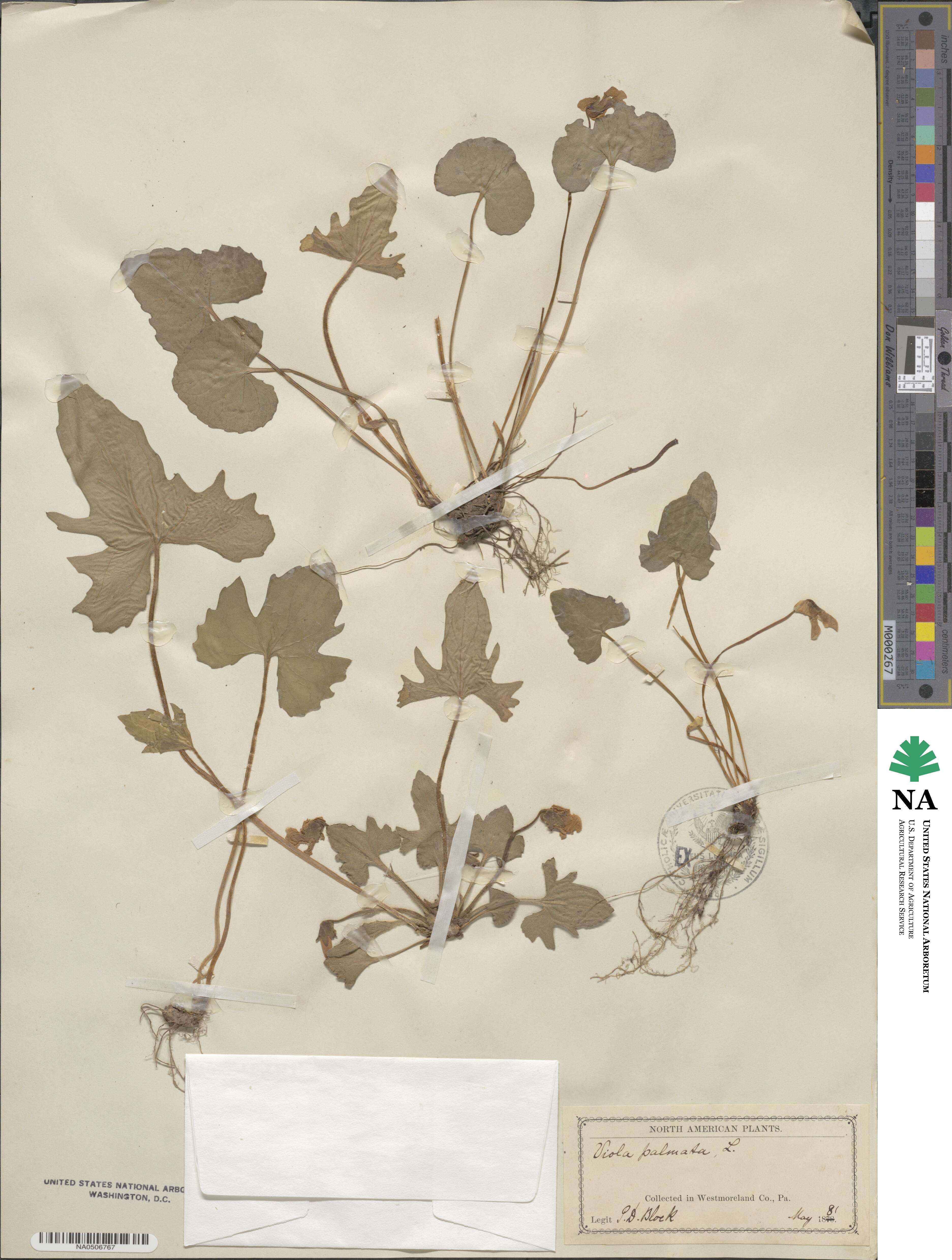 Viola palmata image
