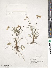 Viola pedata image