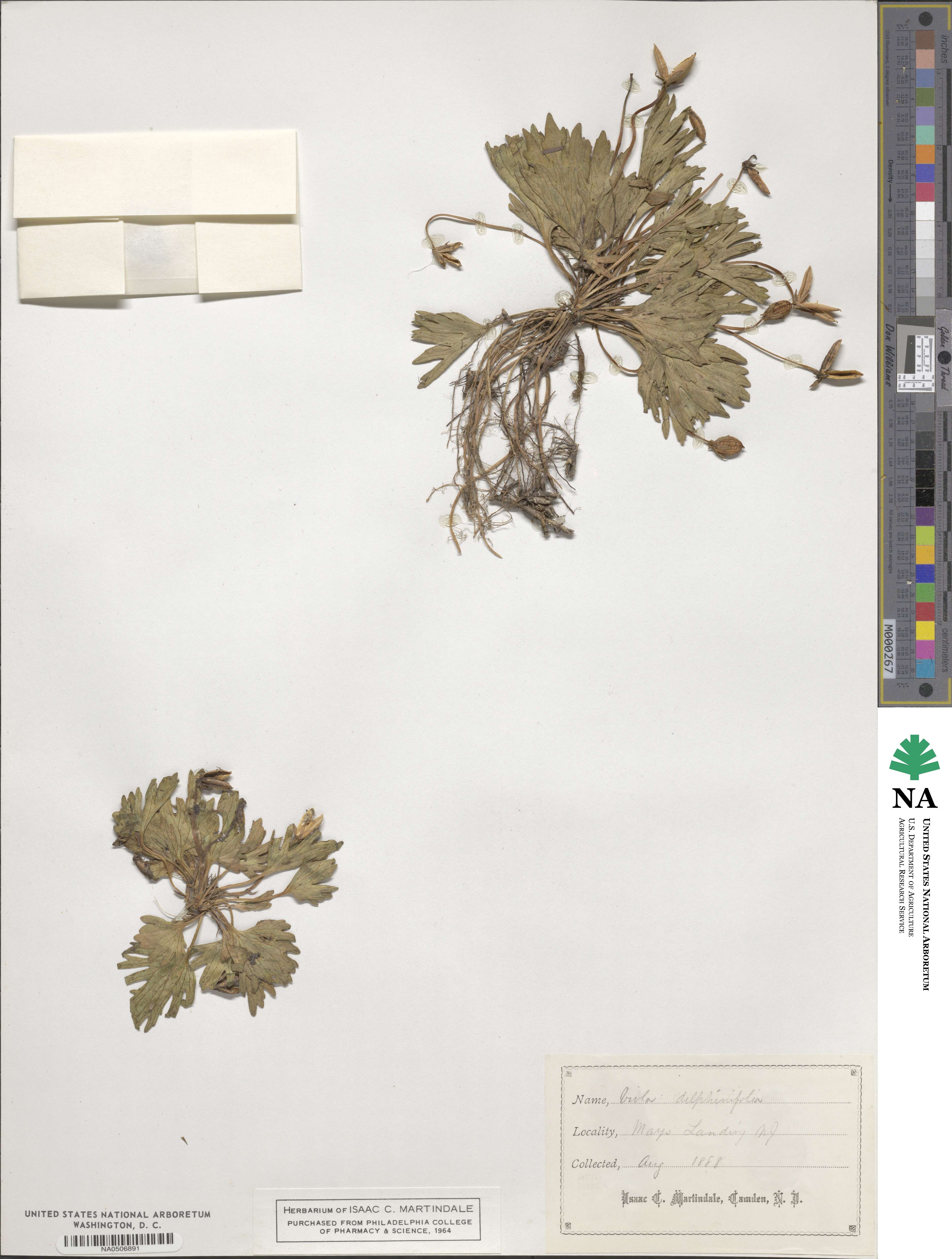 Viola pedatifida image
