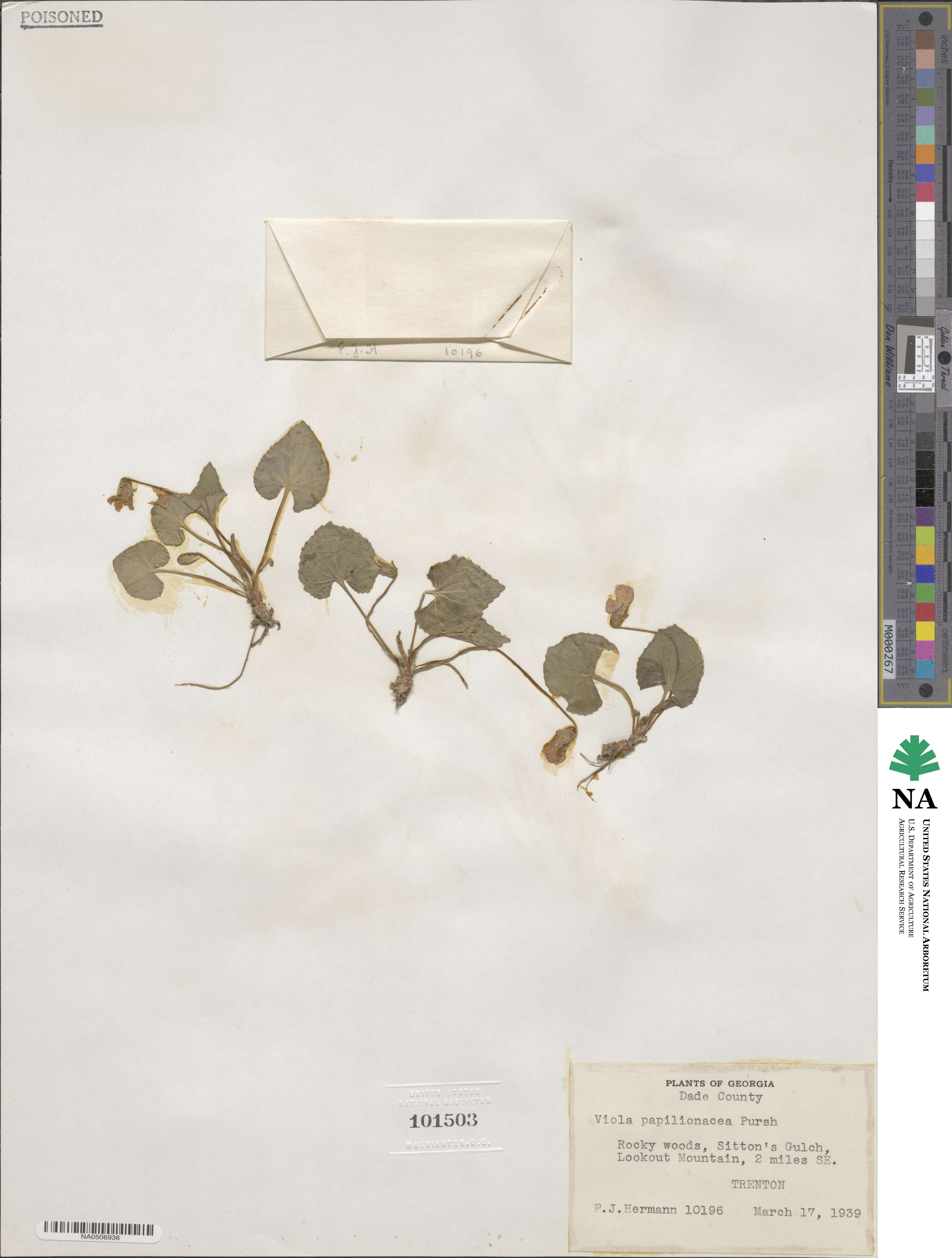 Viola sororia image