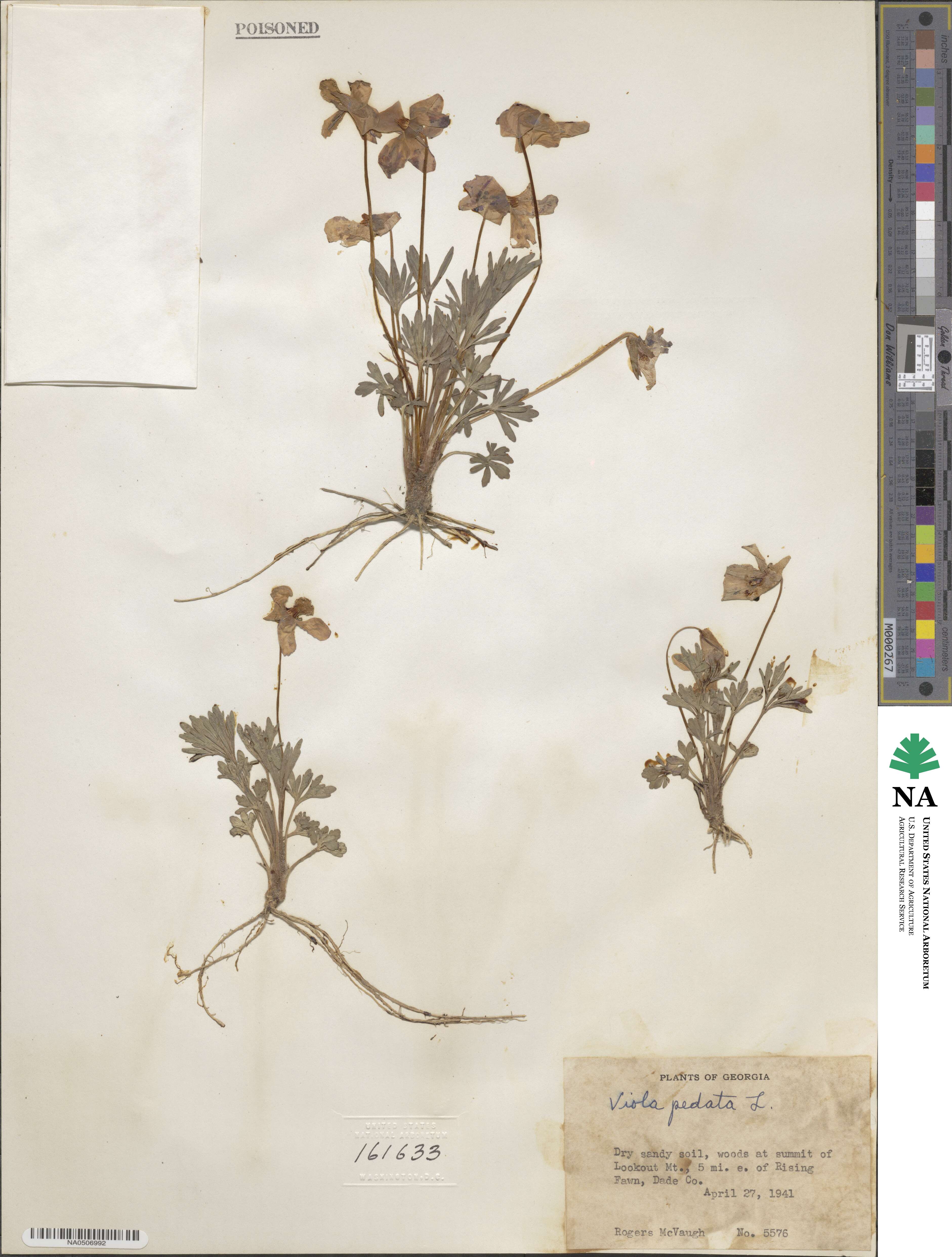 Viola pedata image