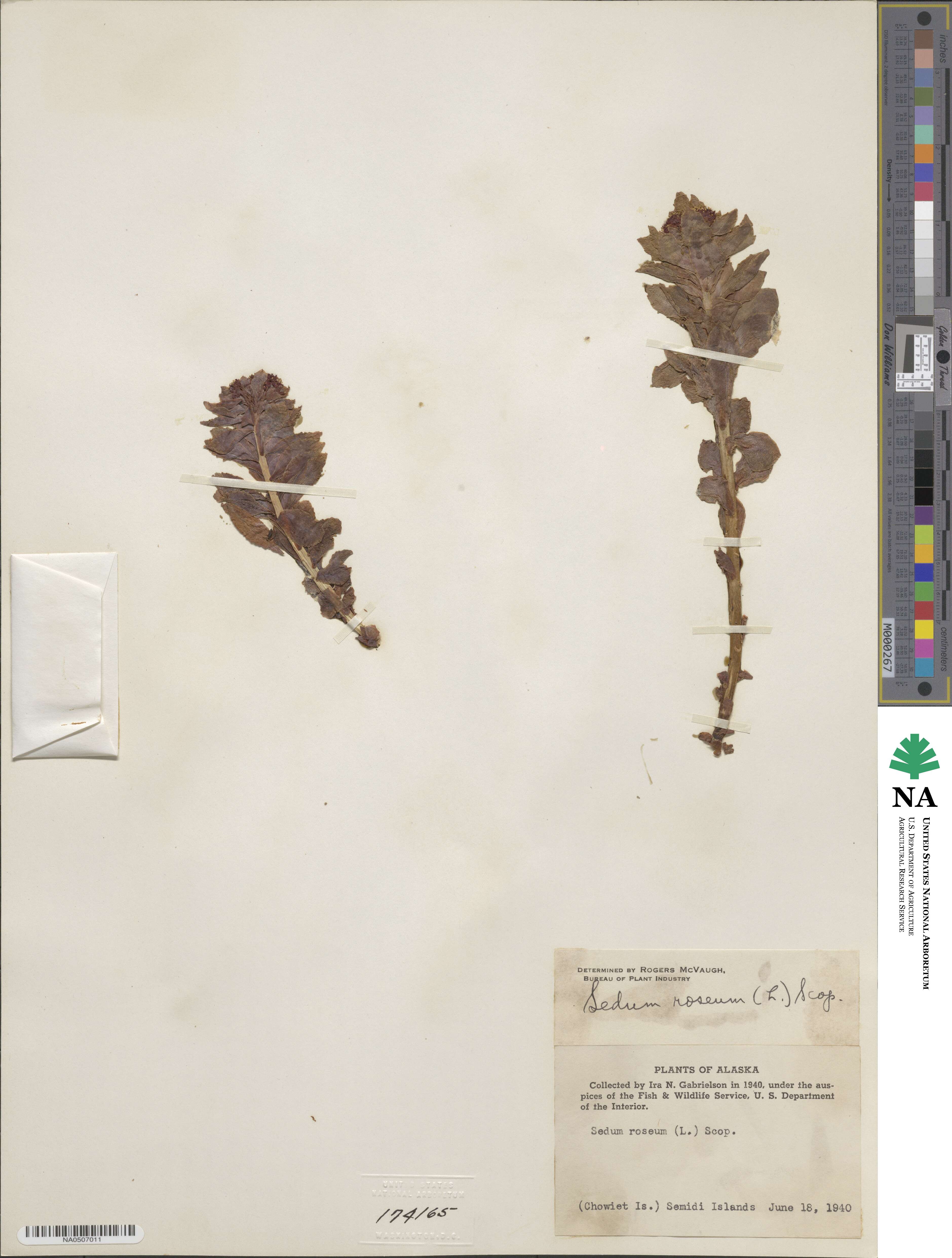Phedimus stevenianus image