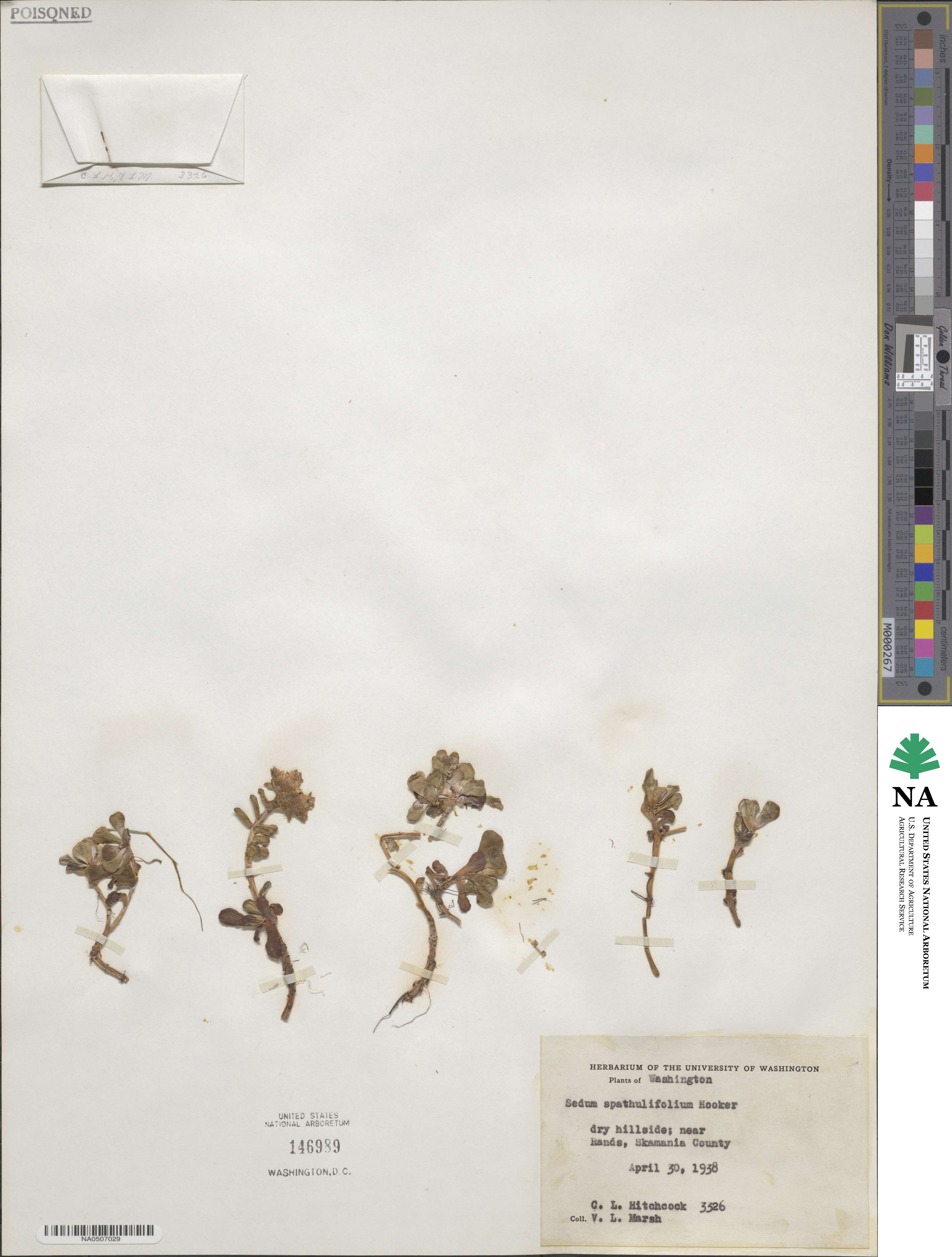 Sedum spathulifolium image
