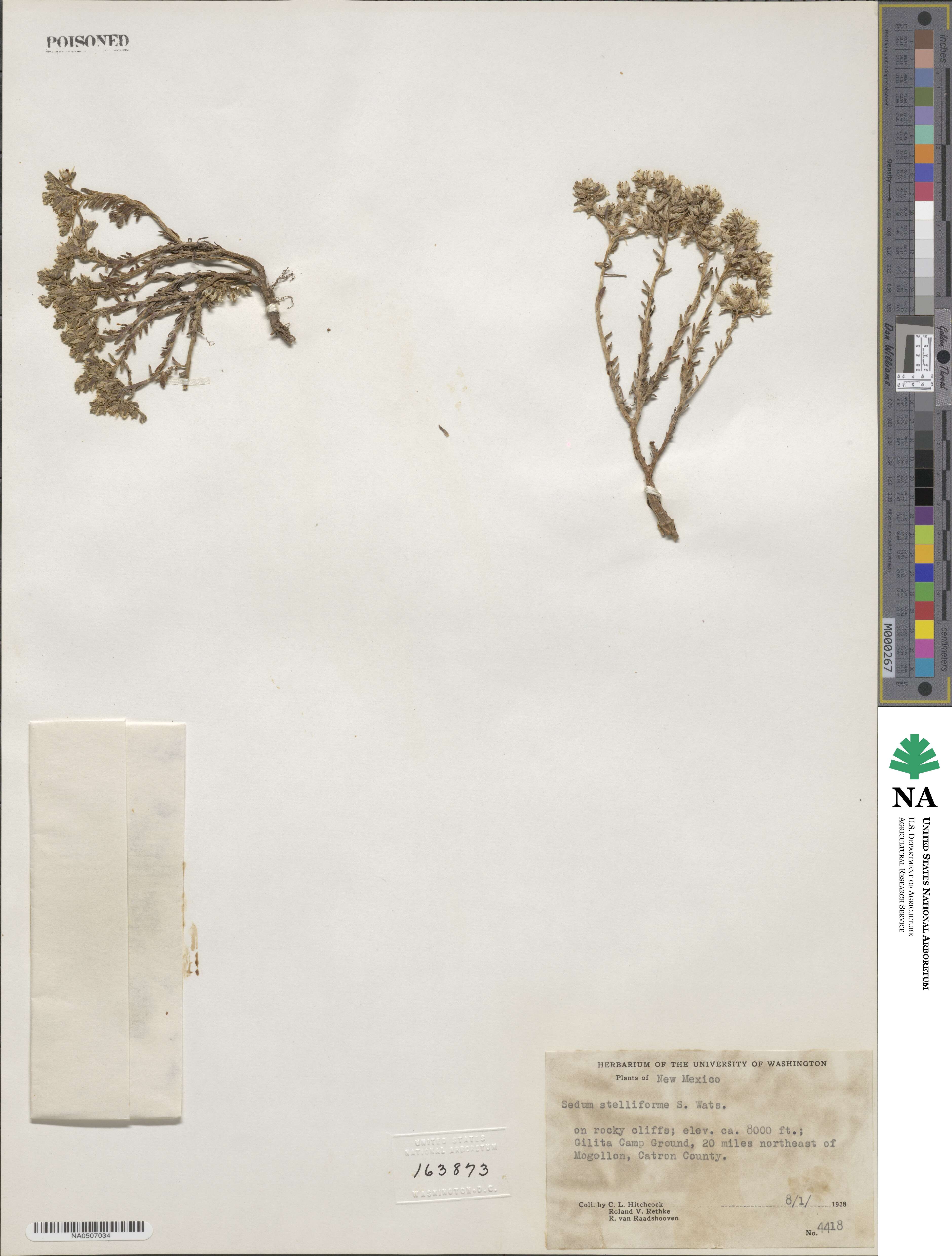 Sedum stelliforme image