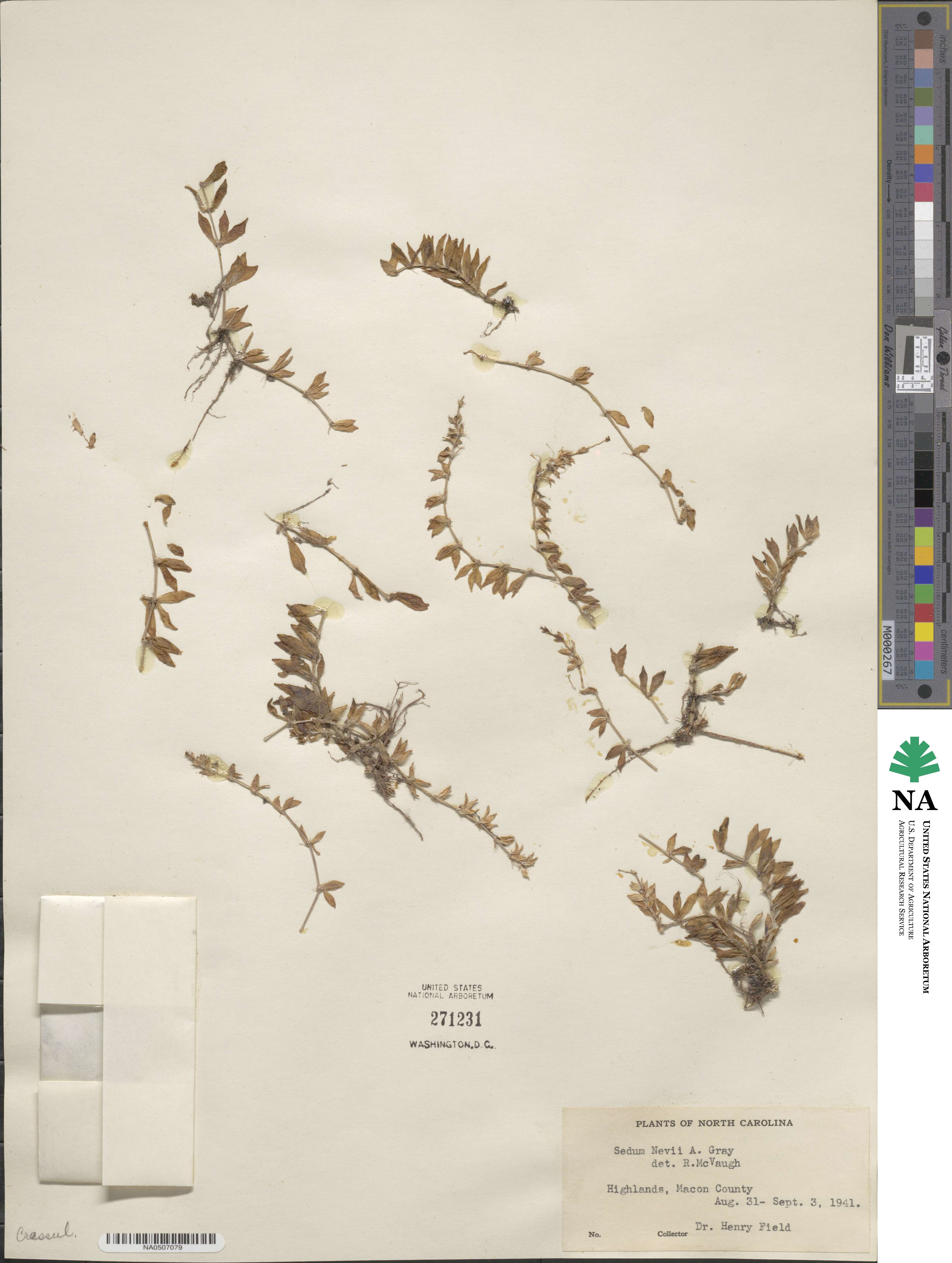 Sedum nevii image