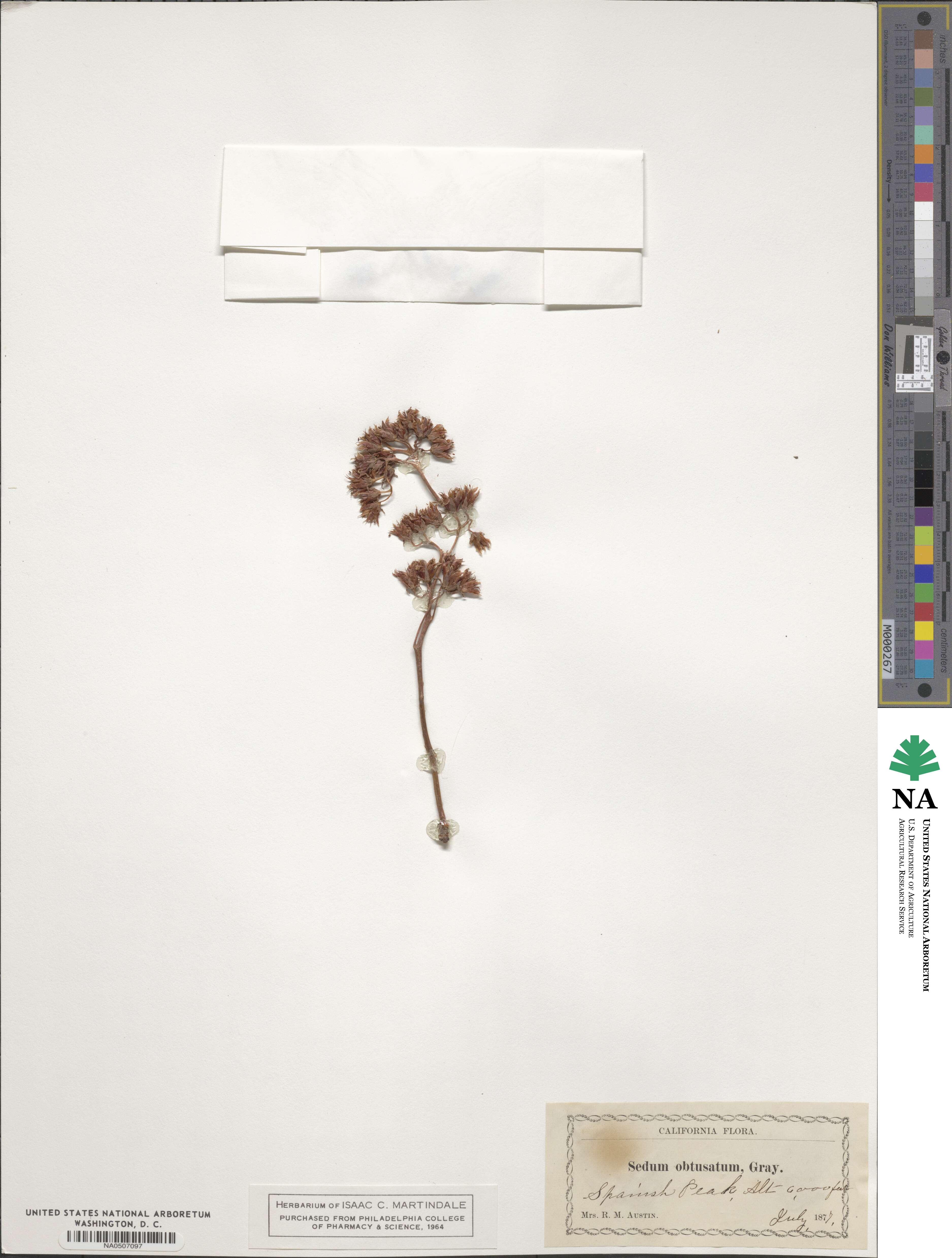 Sedum obtusatum image
