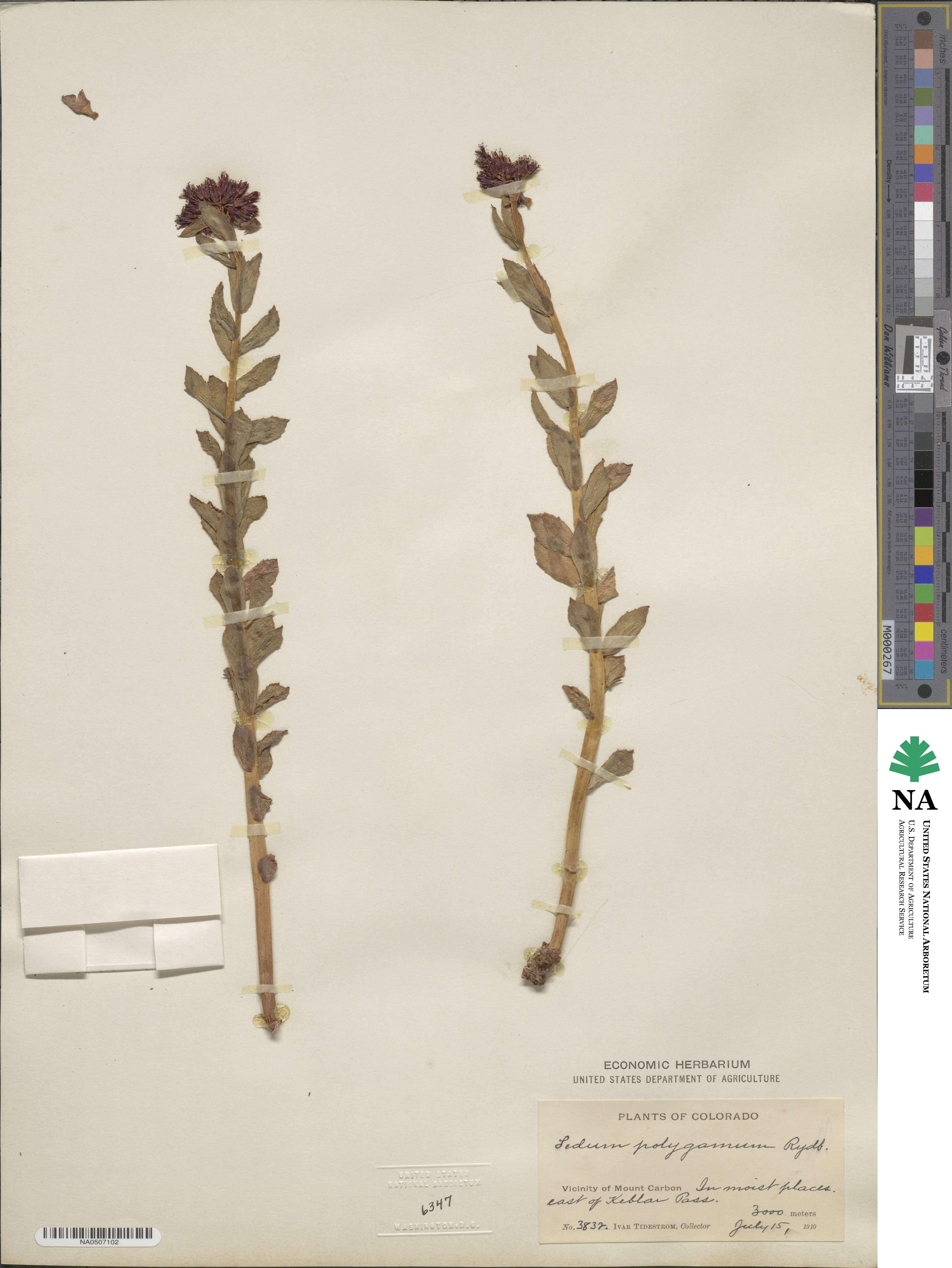 Rhodiola integrifolia image