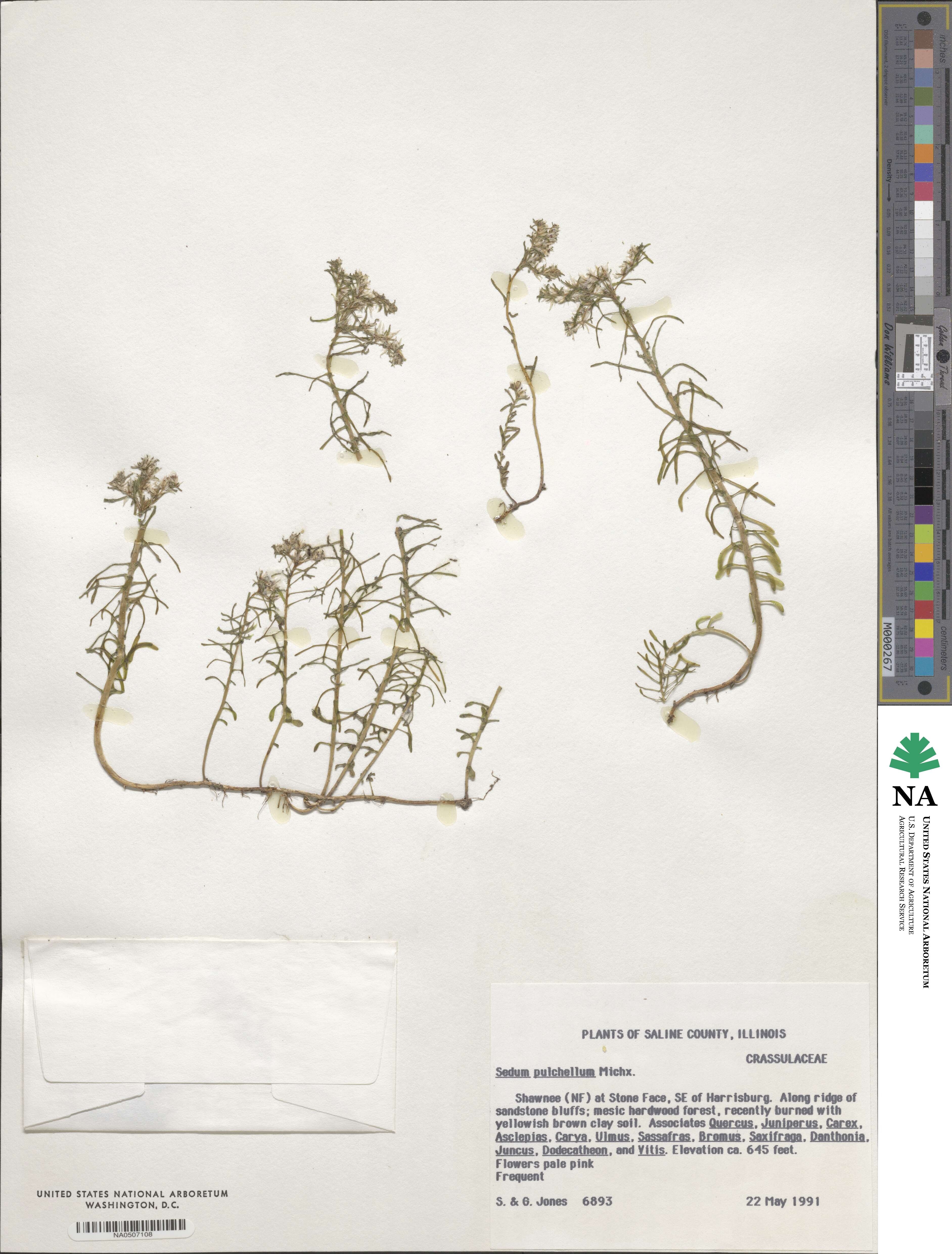 Sedum image