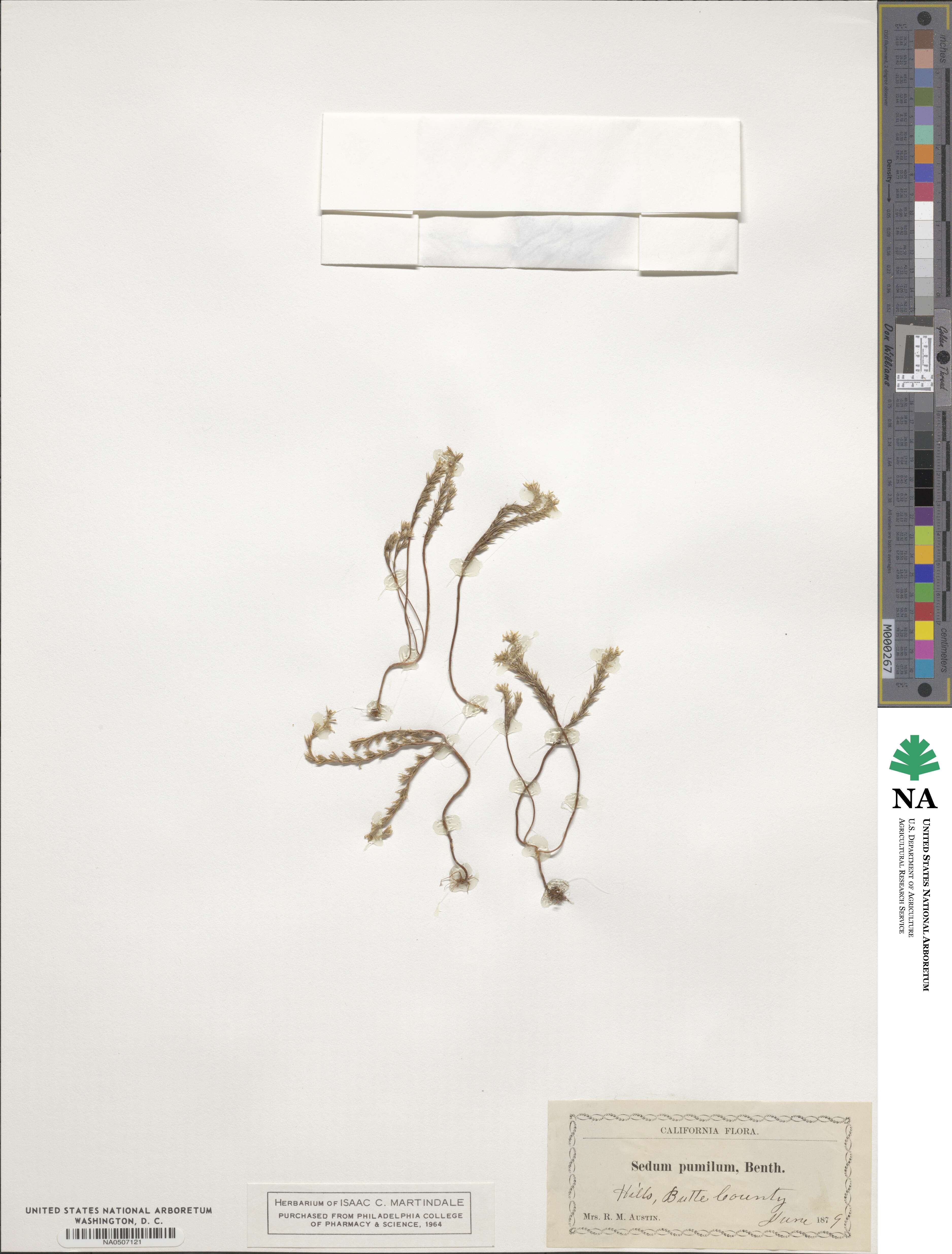 Sedella pumila image
