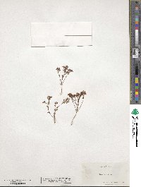 Sedum pusillum image