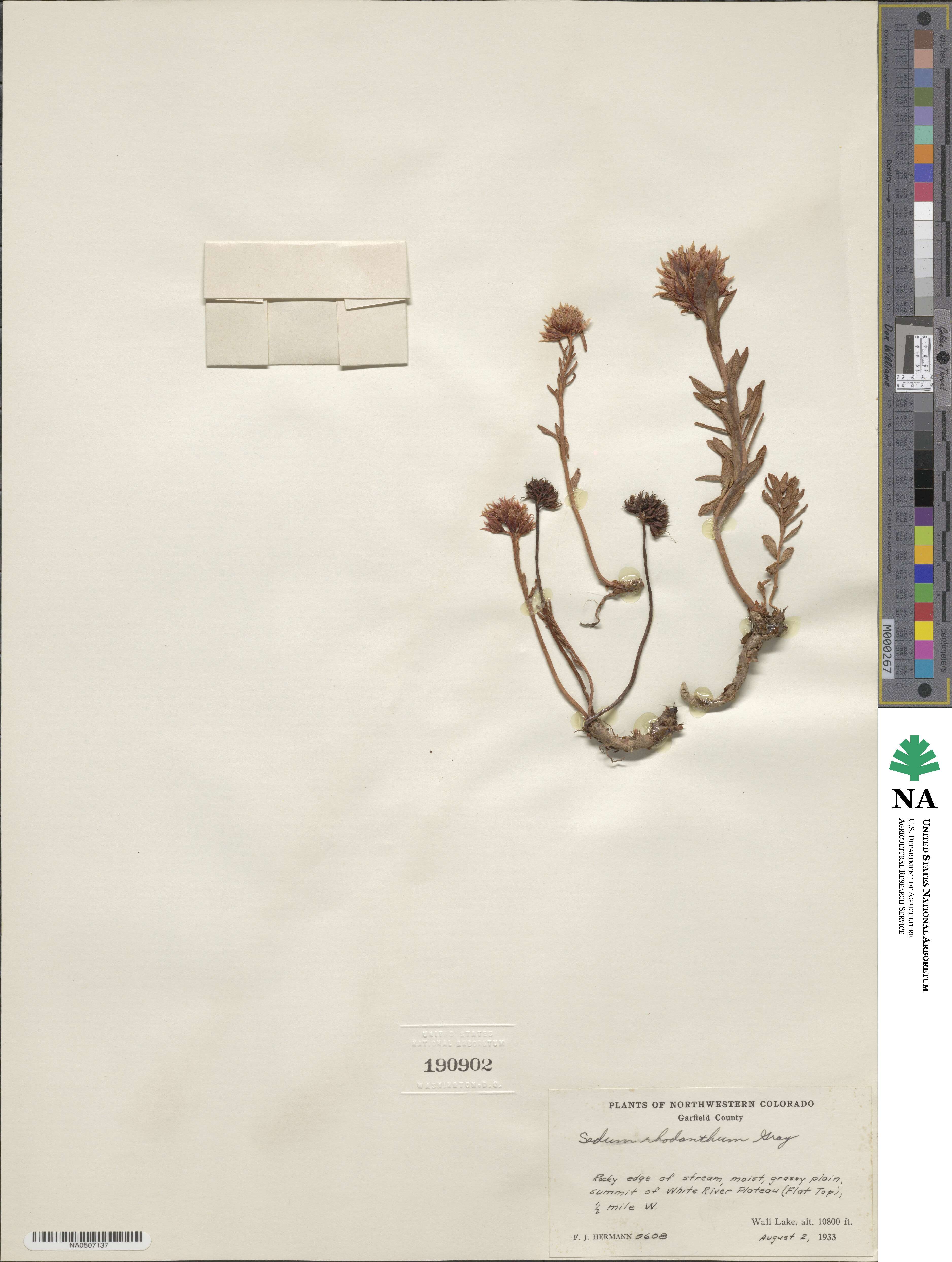 Rhodiola rhodantha image