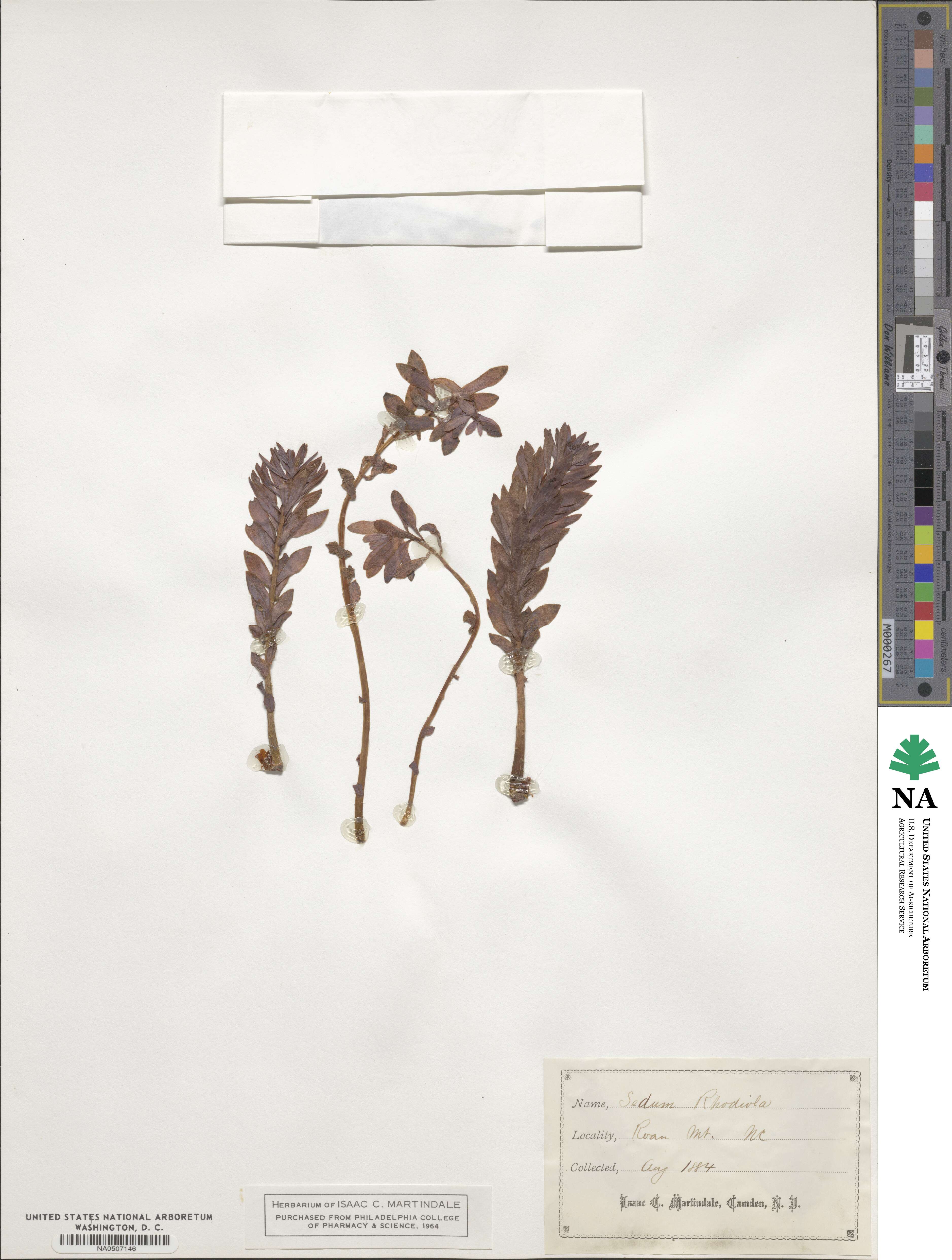 Rhodiola rosea image