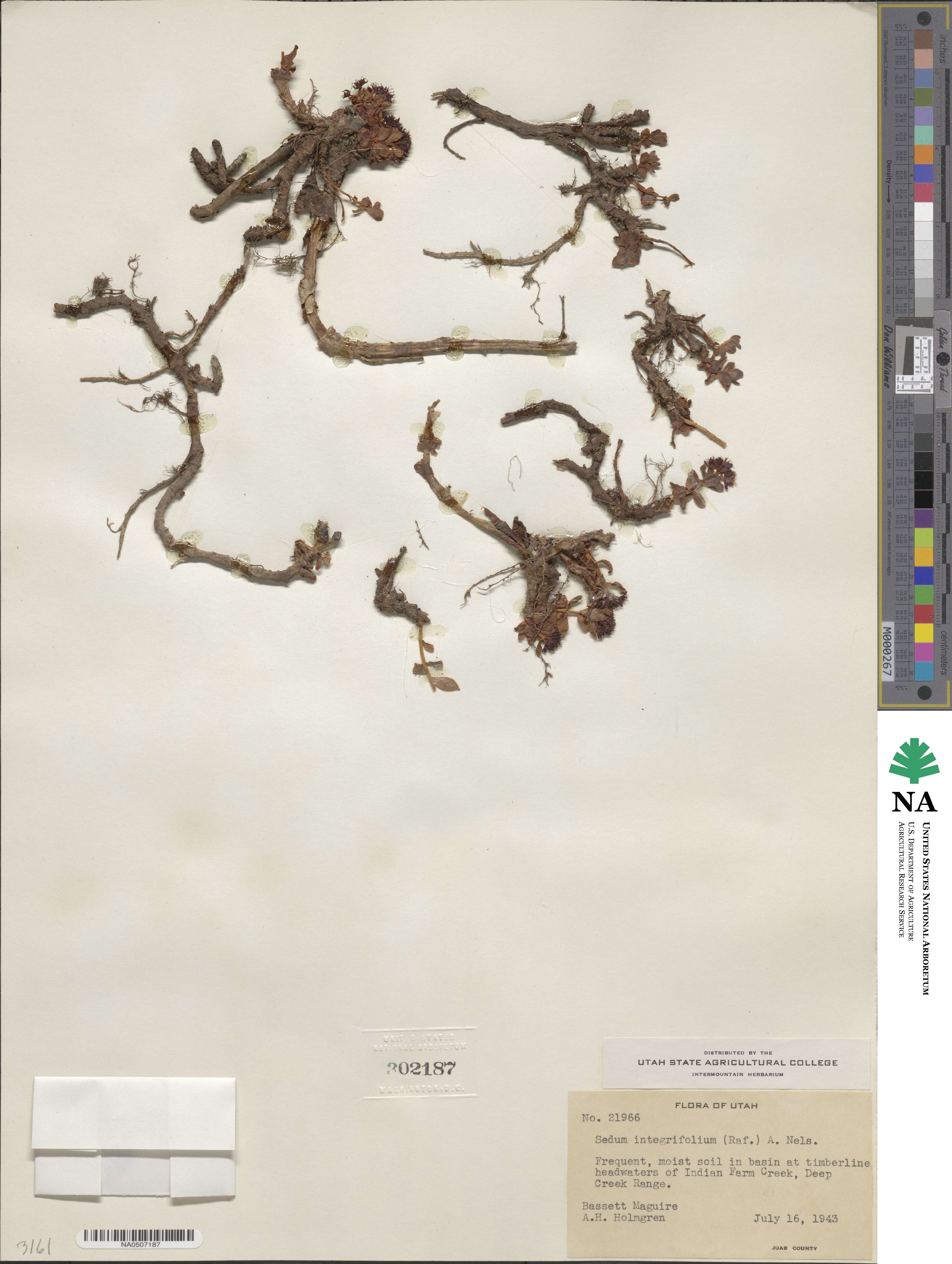 Rhodiola integrifolia subsp. integrifolia image