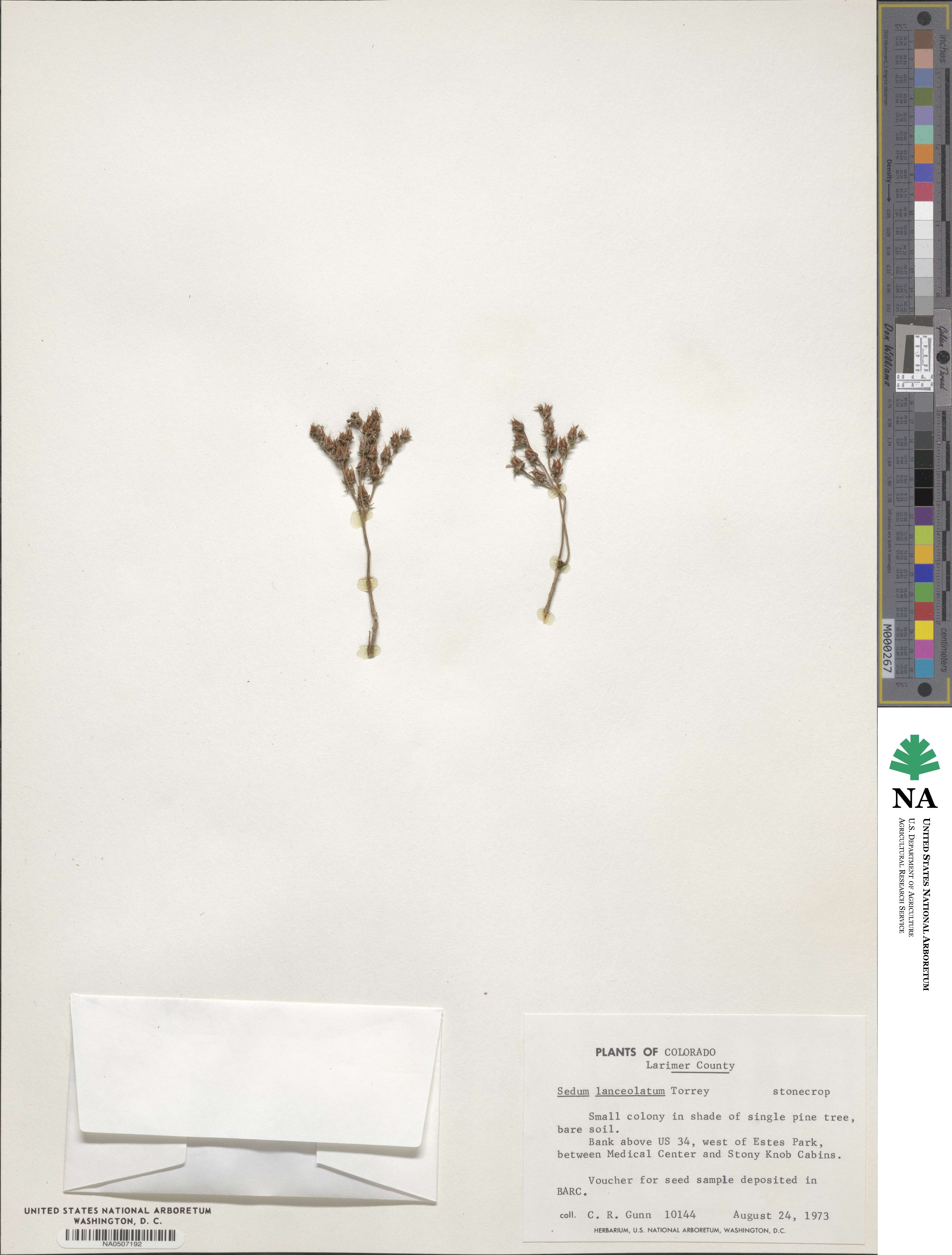 Sedum lanceolatum image