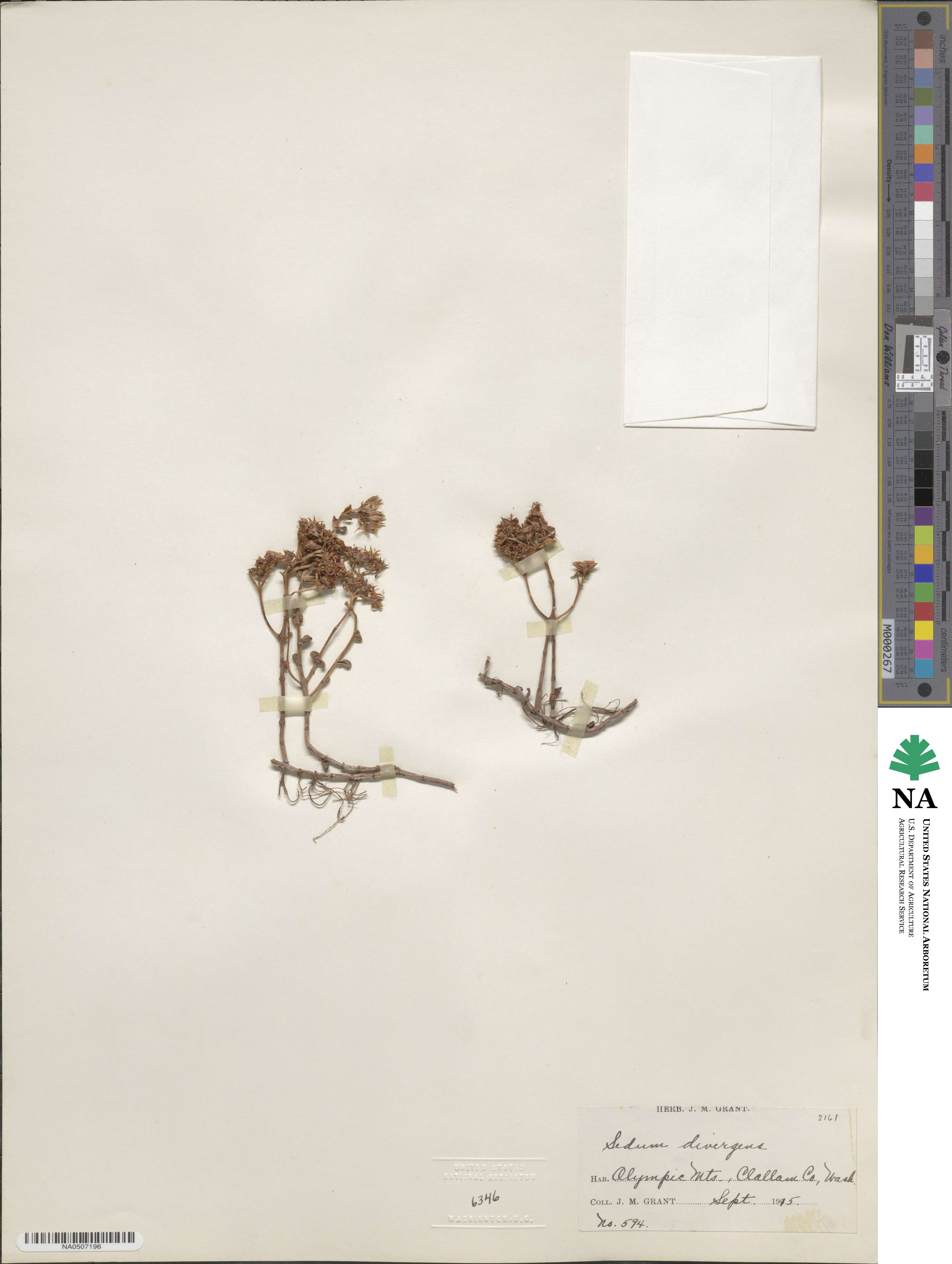 Sedum divergens image