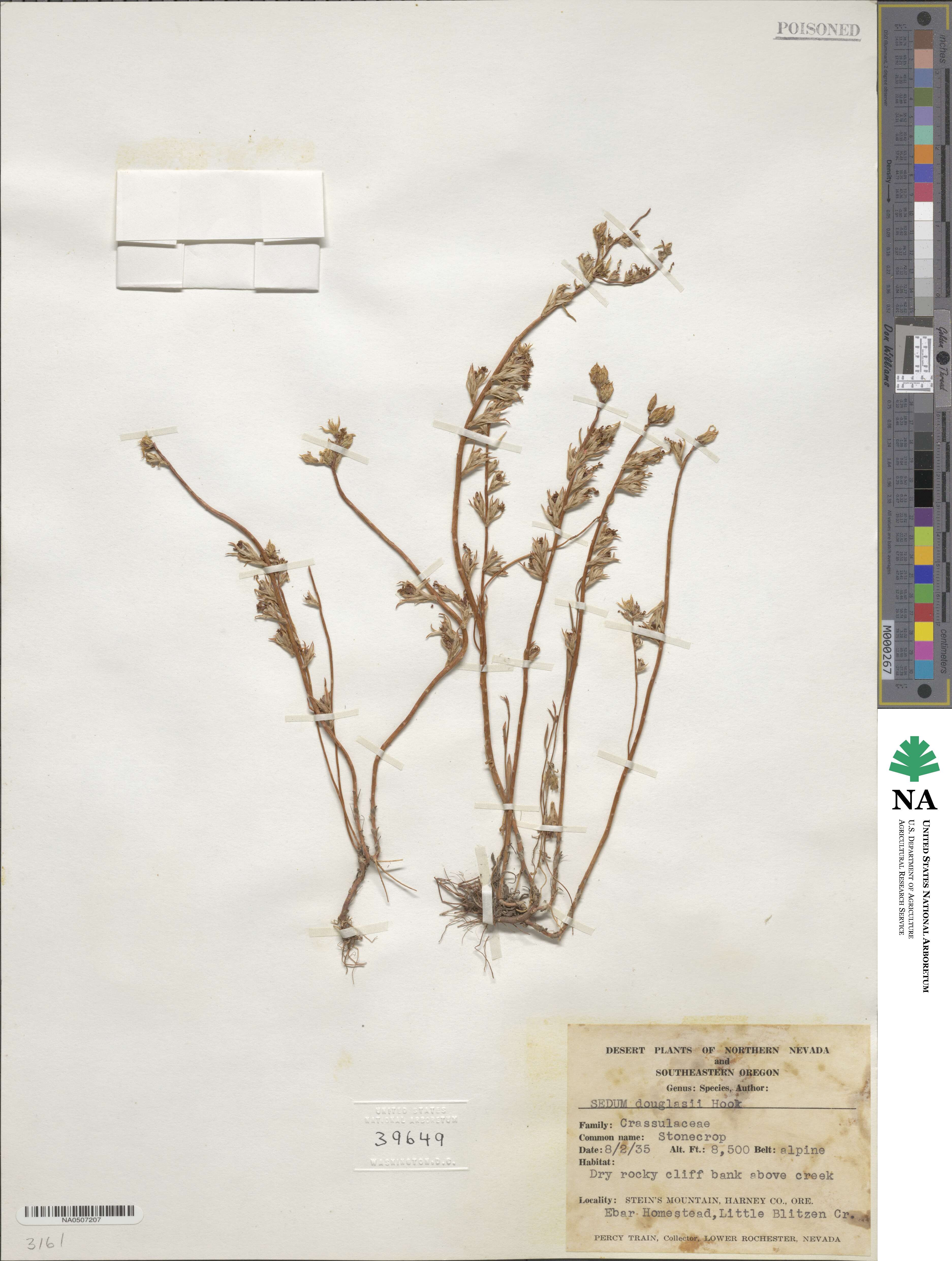 Sedum douglasii image
