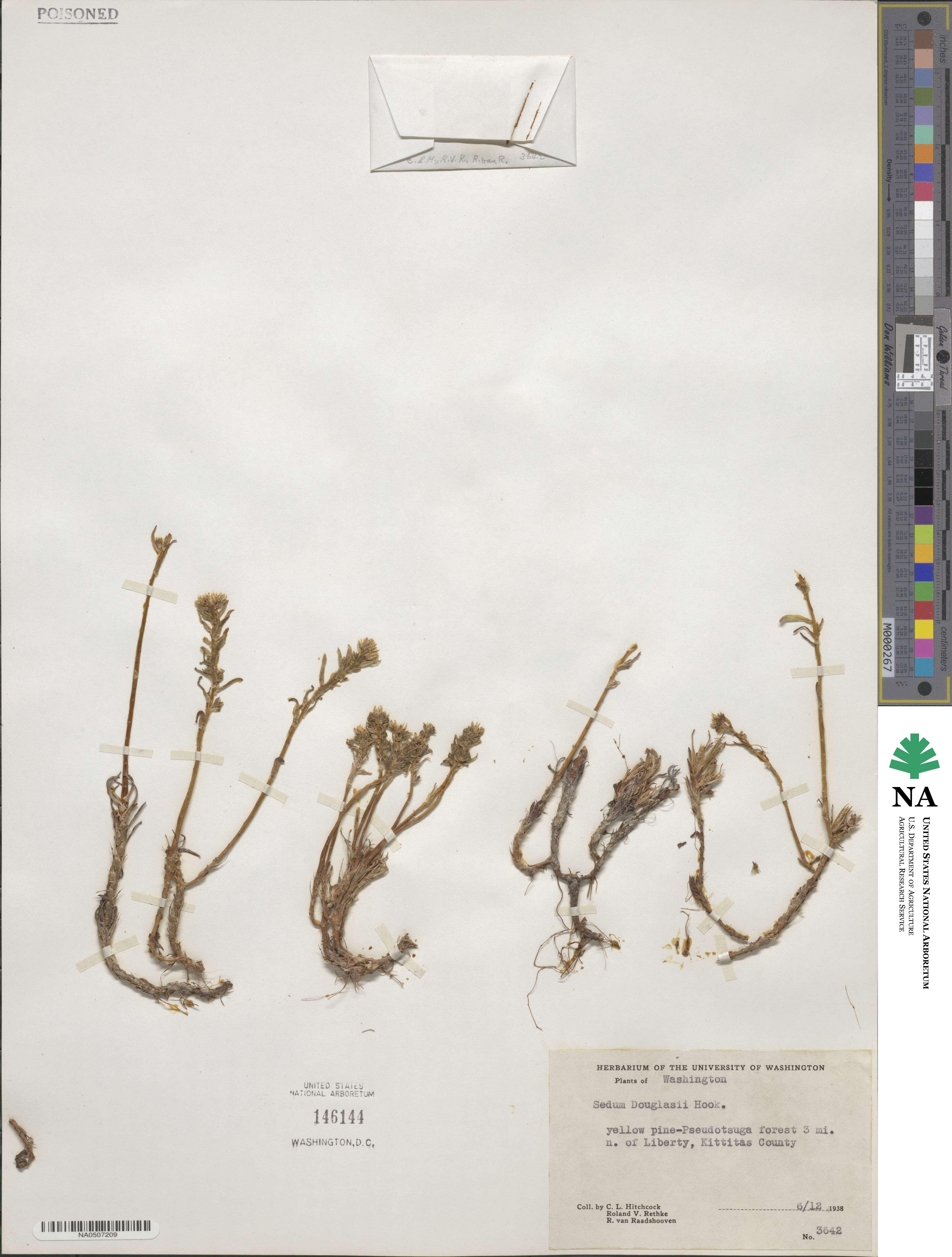 Sedum douglasii image