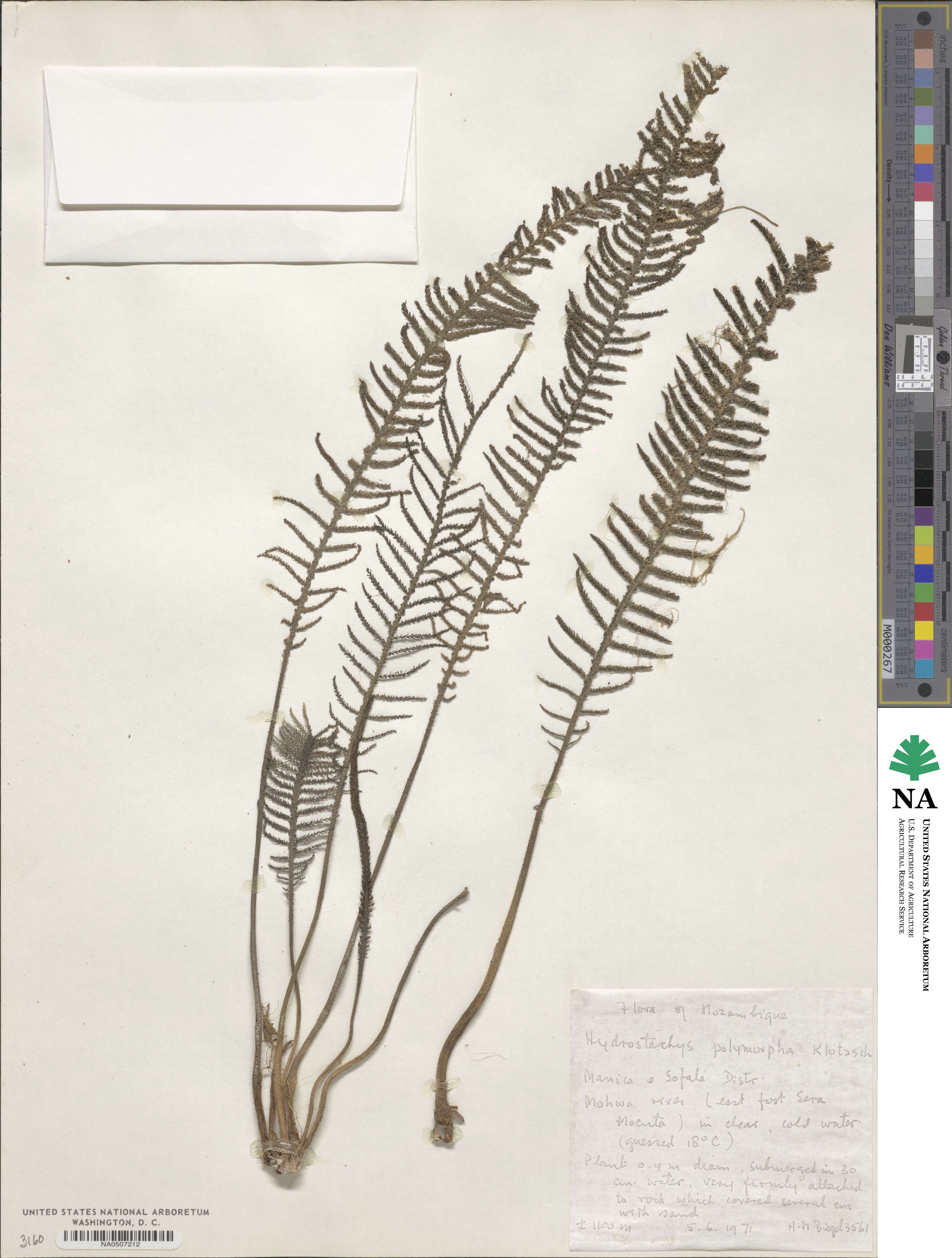 Hydrostachys polymorpha image