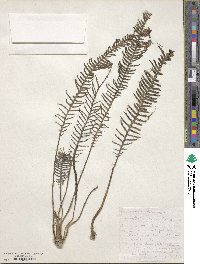 Image of Hydrostachys polymorpha