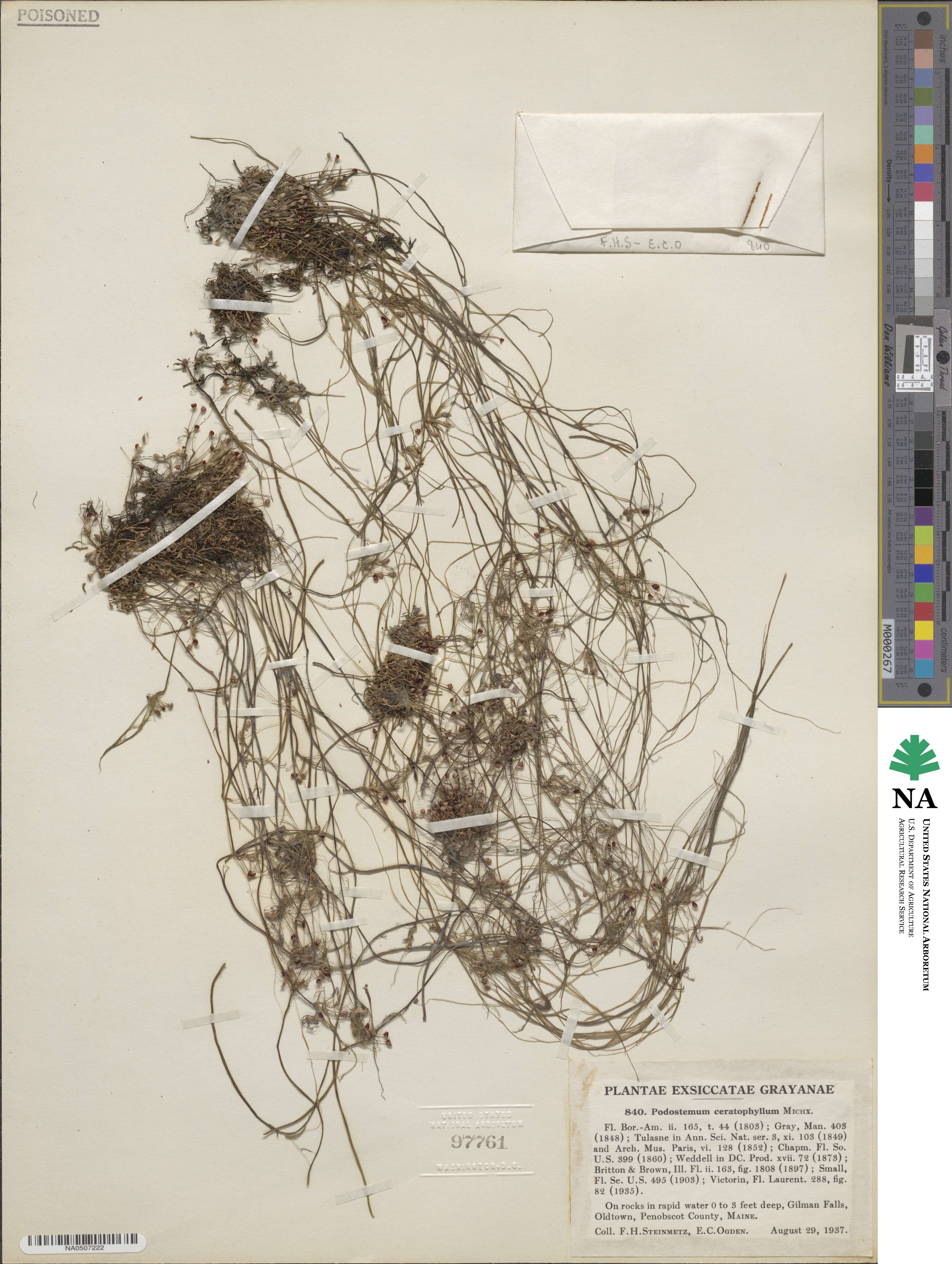 Podostemum ceratophyllum image