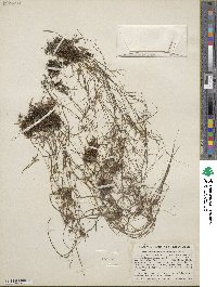 Podostemum ceratophyllum image