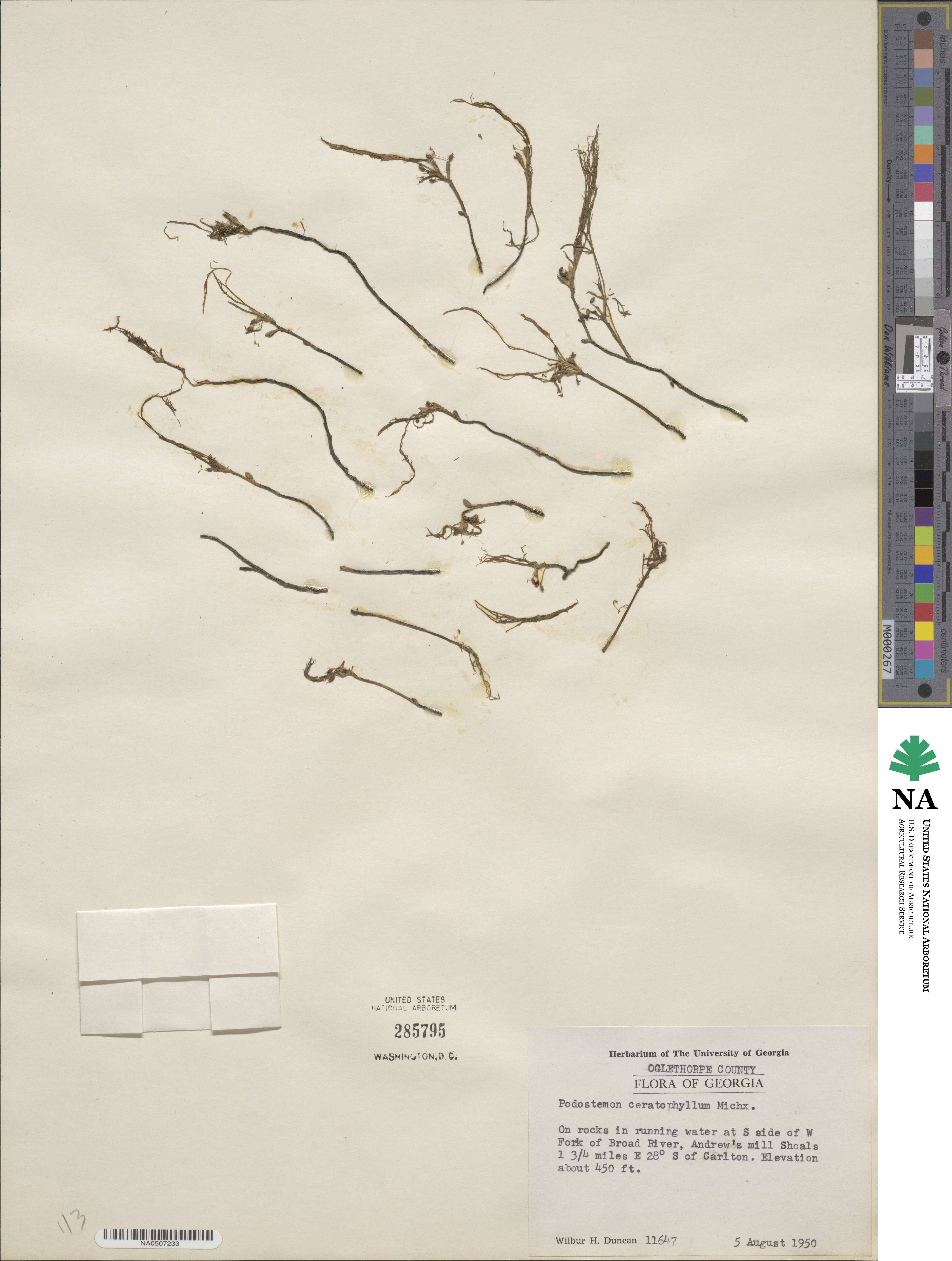 Podostemum ceratophyllum image