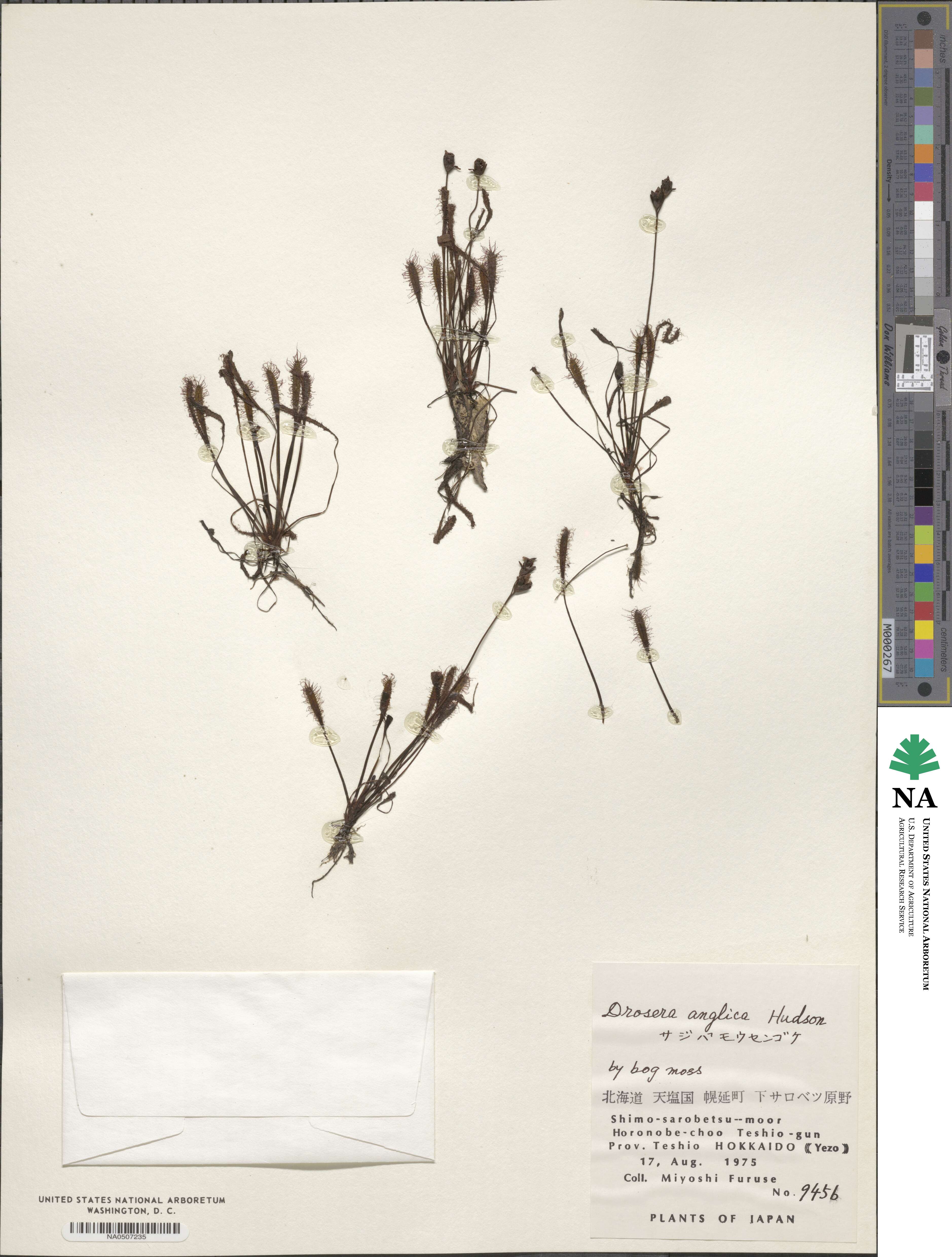 Drosera anglica image