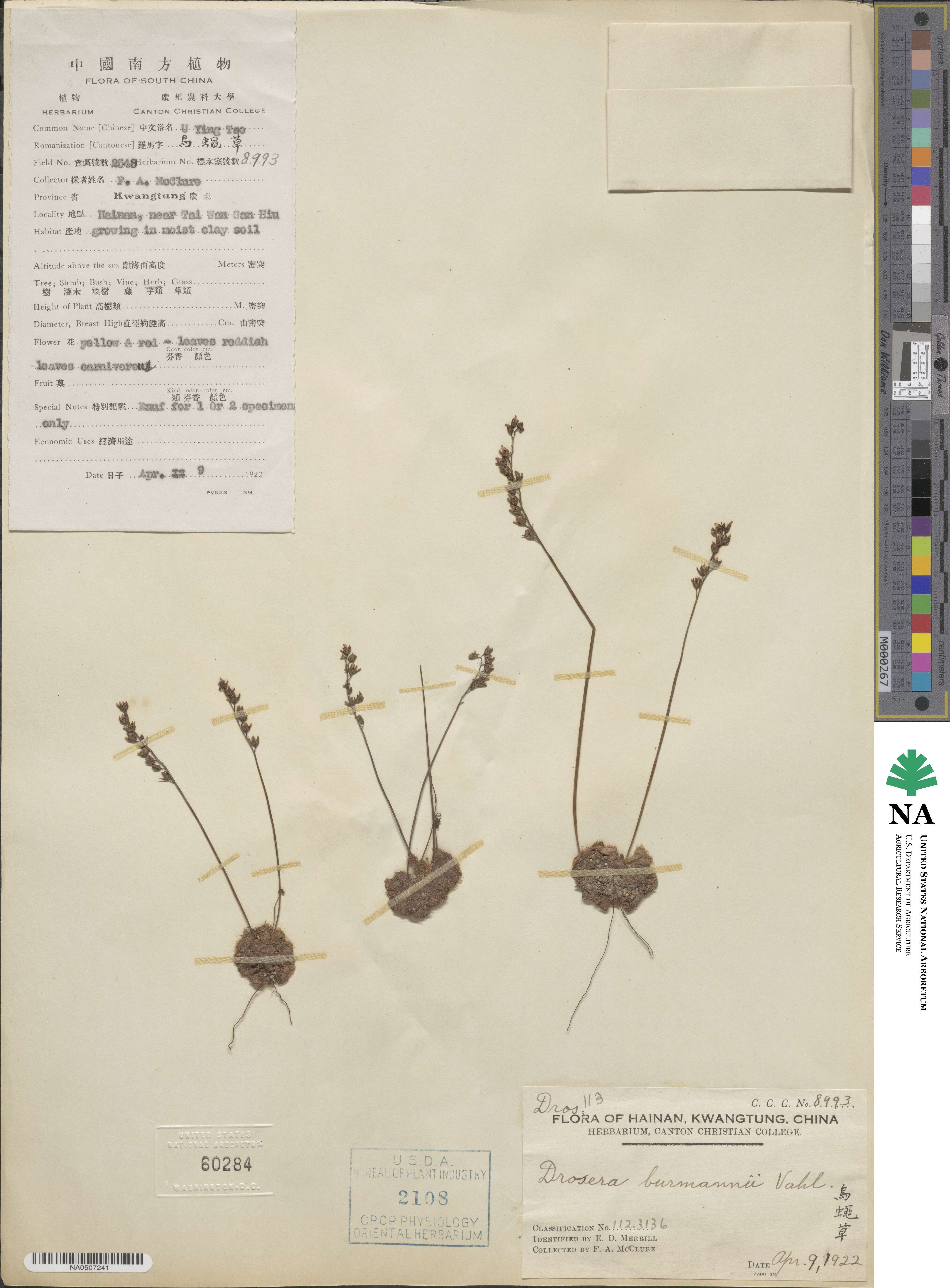 Drosera burmannii image