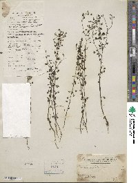 Drosera peltata image