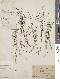 Drosera aliciae image