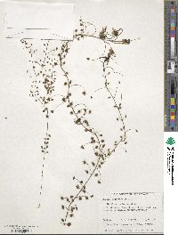 Drosera macrantha image