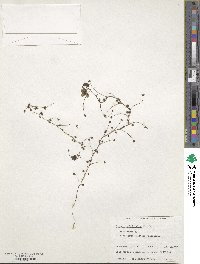 Image of Drosera subhirtella